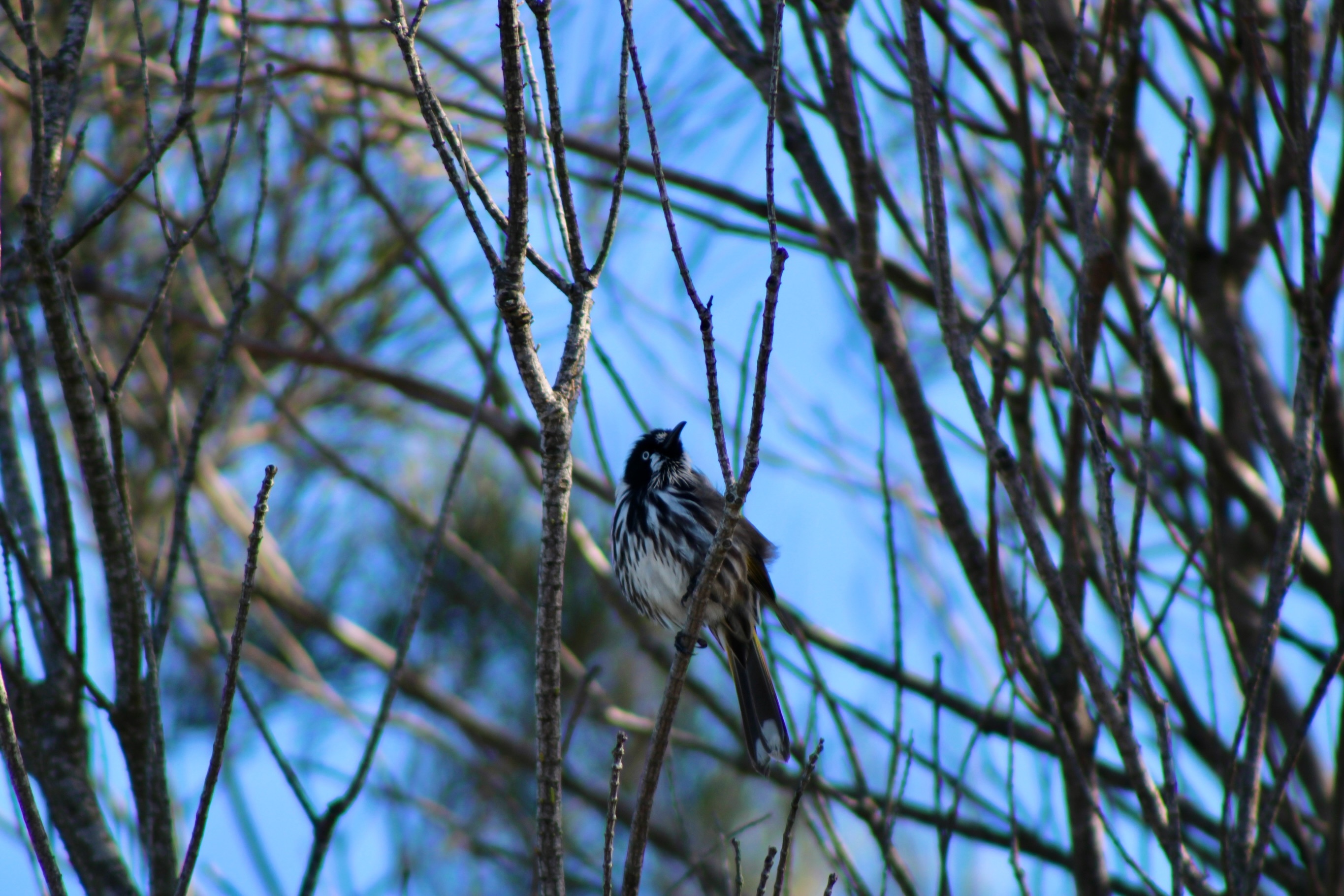 New Holland Honeyeater thriving in this Heathland habitat #birds #habitat #nature