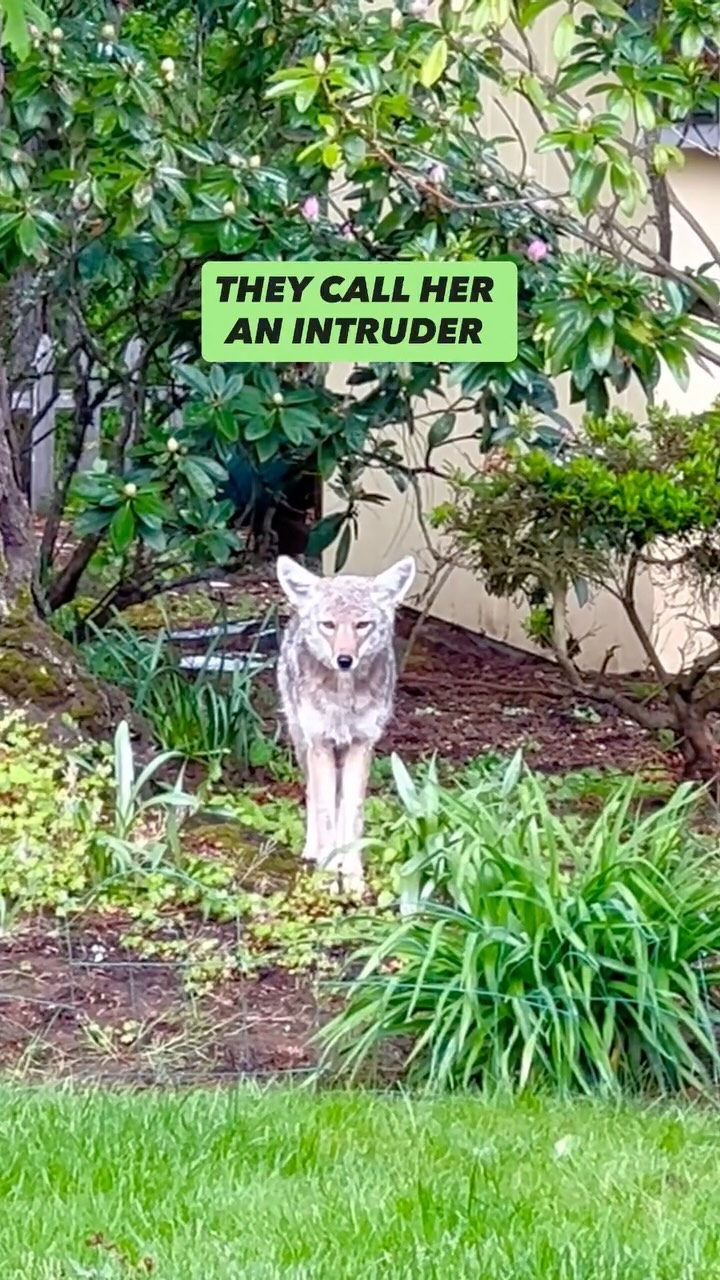 A life moving through a space most of us only notice when we label it.
She doesn’t ask to belong. She already does.
#animalitarian #wildlife #coyote #respectnature #backyardwildlife