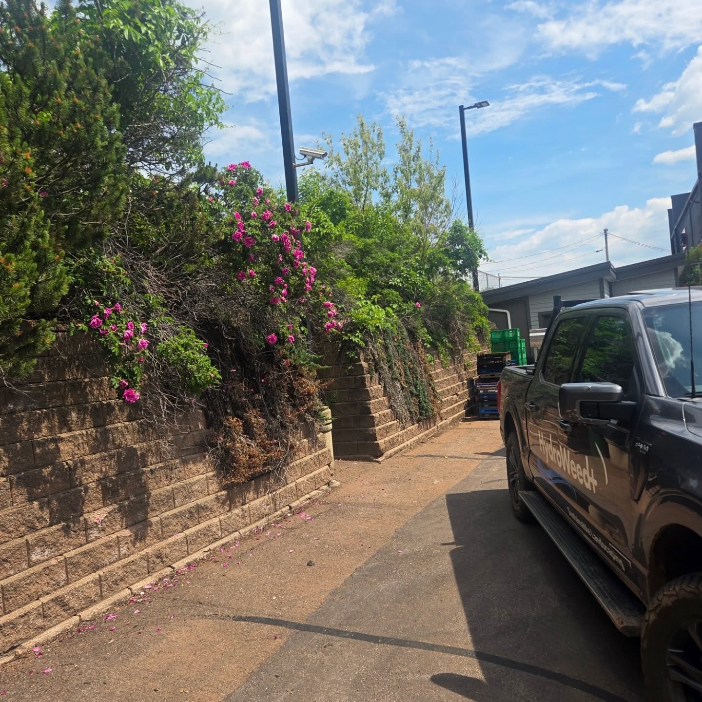 ✂️A little tree pruning turned into a full truckload
Funny how once you start, you realize just how much dead growth was hiding in there.
Cleared out, hauled off, and now more focus on the wild roses (as it should be)
#HydroWeedPlus #TreePruning #Moncton #YardCleanup
