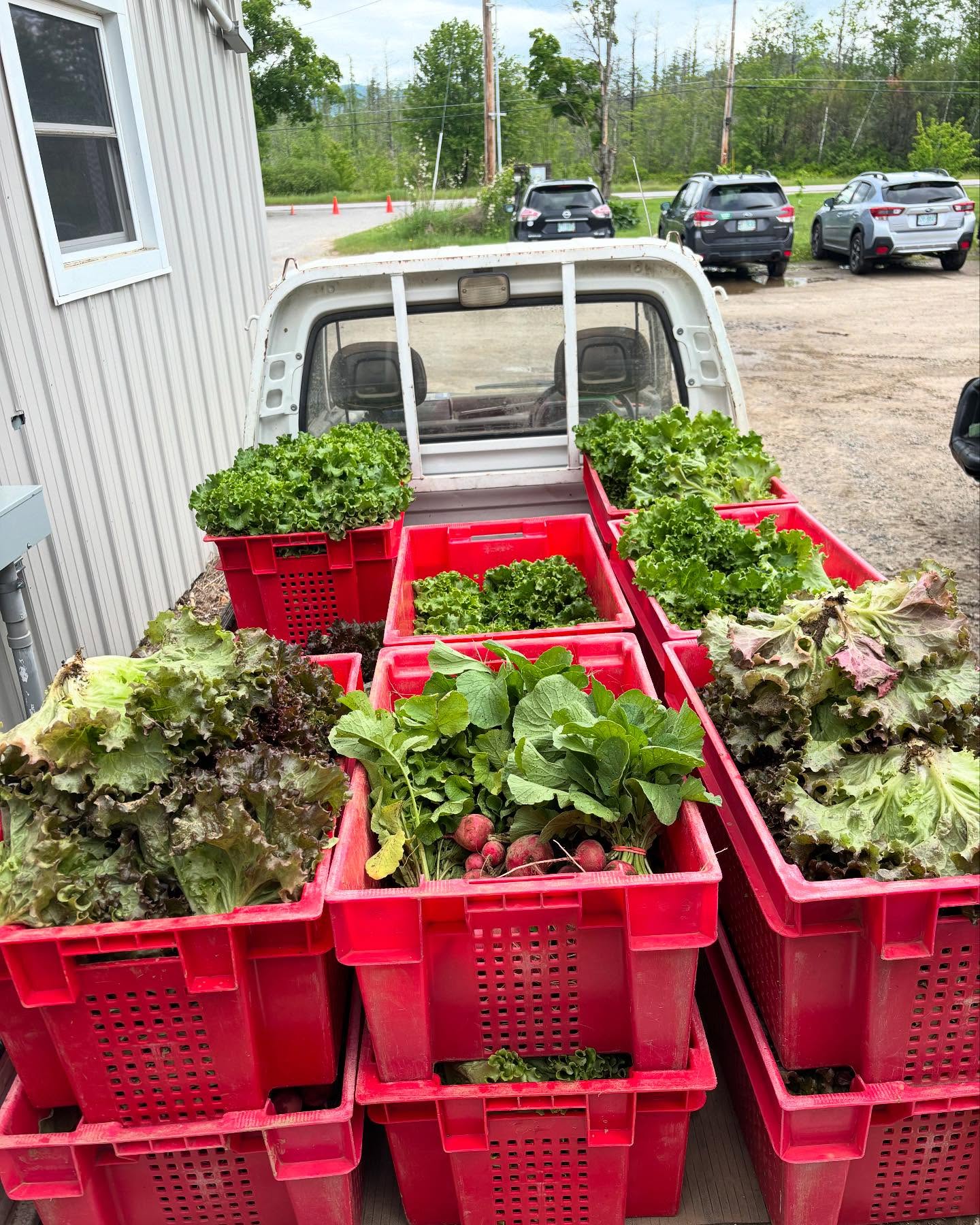 Read the latest Farm Newsletterâlink in BIO!
Tomatoes, lettuce, broccolini, and coming soonâstrawberries!
Stay connected!
:
#longviewfarmstand #nhfarming #growinggreatfood #eatwiththeseasons