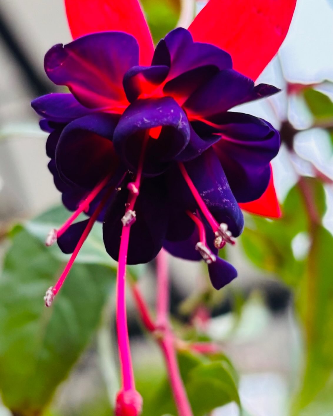 One of many lurid colored Fuchsias.