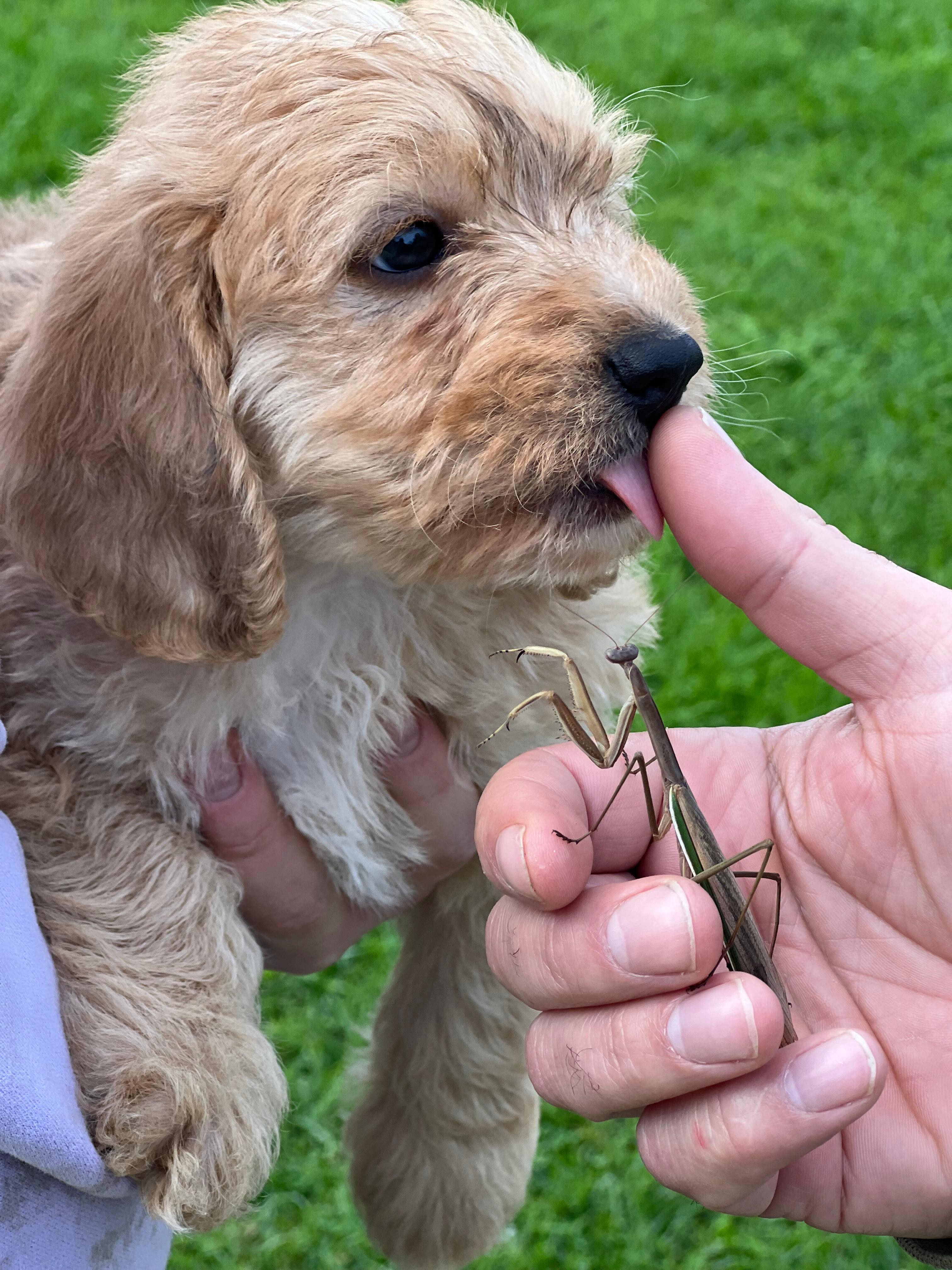 Say hello to the sassiest Beaglepoo prince in town! Born 8 May 2026 and ready to steal hearts on 17 July 2026 🌟
Microchip 956000018806095 • Source BR100575
With Adele’s sweetness and Pat’s playful spark, he’s destined to be the life of the party, a pup full of personality, tail wags, and endless fun 🐶✨
#BeaglepooLove #PuppiesDownunder #FromAdeleAndPat #PuppyVibes #DogsofAustralia