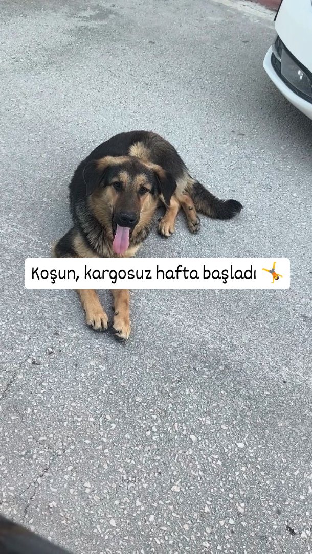 Bizim neşemiz; kurtardığımız her can, hatırladığımız her sokak, vazgeçmediğimiz her umut. 🐦
30 Haziran'a kadar kargo bizden — çünkü bu sofrayı birlikte kuruyoruz.
Kod: KARGOSUZNUNU
💙
Antakya'yı sofrana taşımak için: nunubakkal.com
#nunubakkal #antakya #veganmutfak #sokakhayvanları #dayanışma
