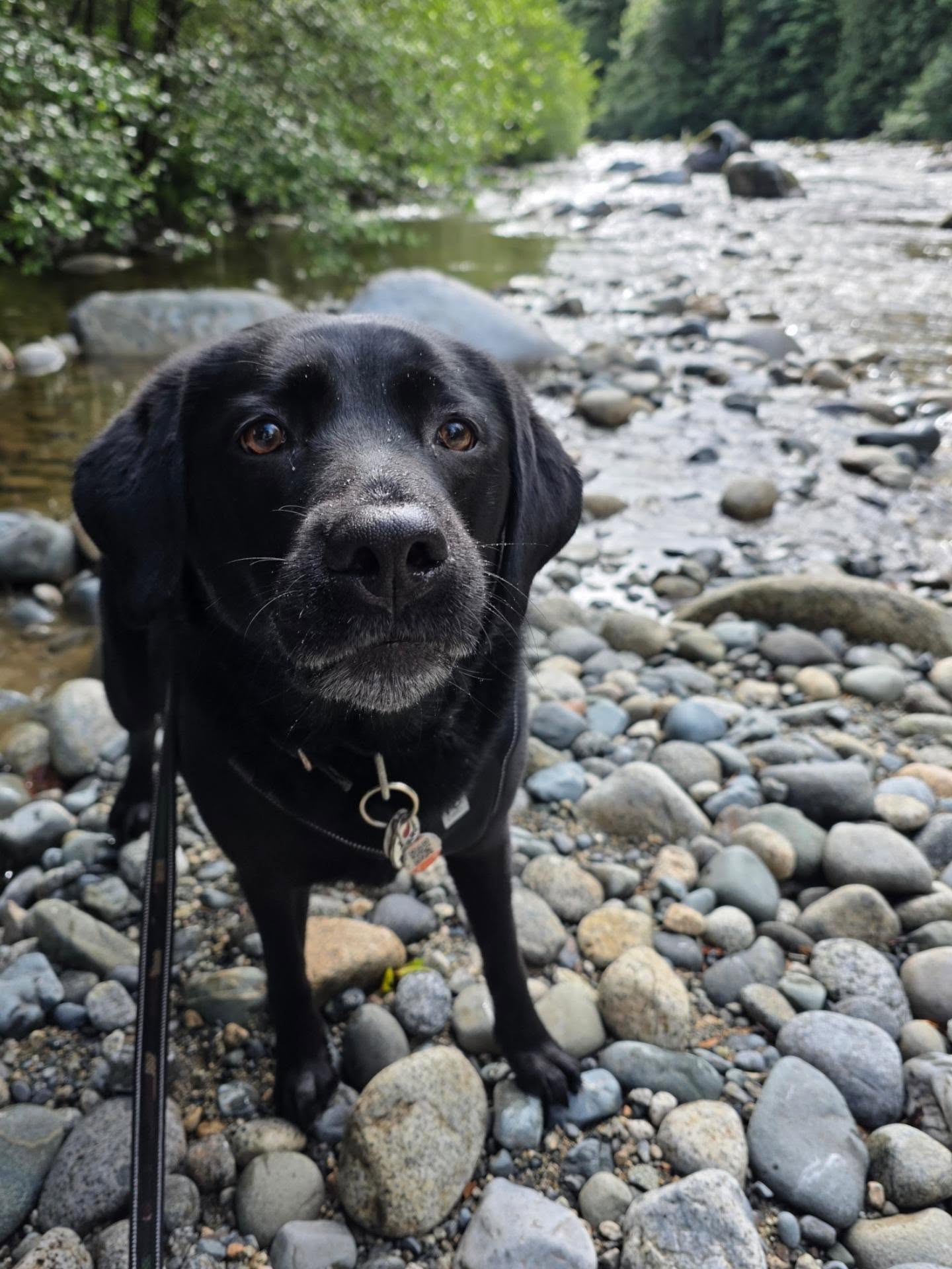 I just wrapped up 8 days of walks with Maddison while her family was away. It's always so fun to reconnect and enjoy adventures together 🐾💕
We are so lucky to have so many long term clients and thank each of you for supporting us over the years 🥰