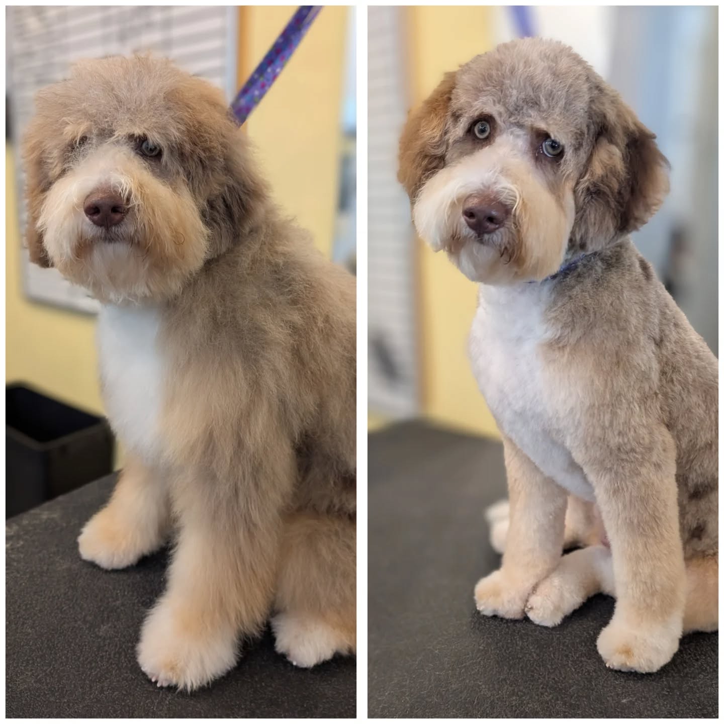 Tommy in his big boy haircut