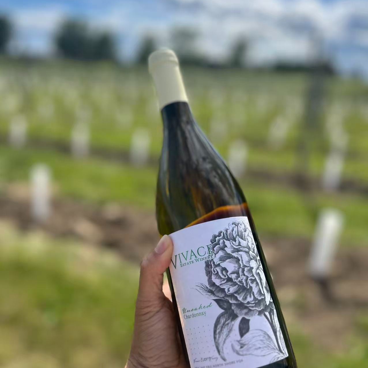 🍇 We know you love our Chardonnay… so we planted more! 🌱
Our newest baby Chardonnay vines are officially in the ground, and we can't wait to watch them grow. Here's to the future of great wines at Vivace Estate Winery! 🍷💚
#VivaceEstateWinery #Chardonnay #NewVines #VineyardLife #OntarioWine #LakeErieNorthShore #WineLovers #DrinkLocal #FromVineToWine