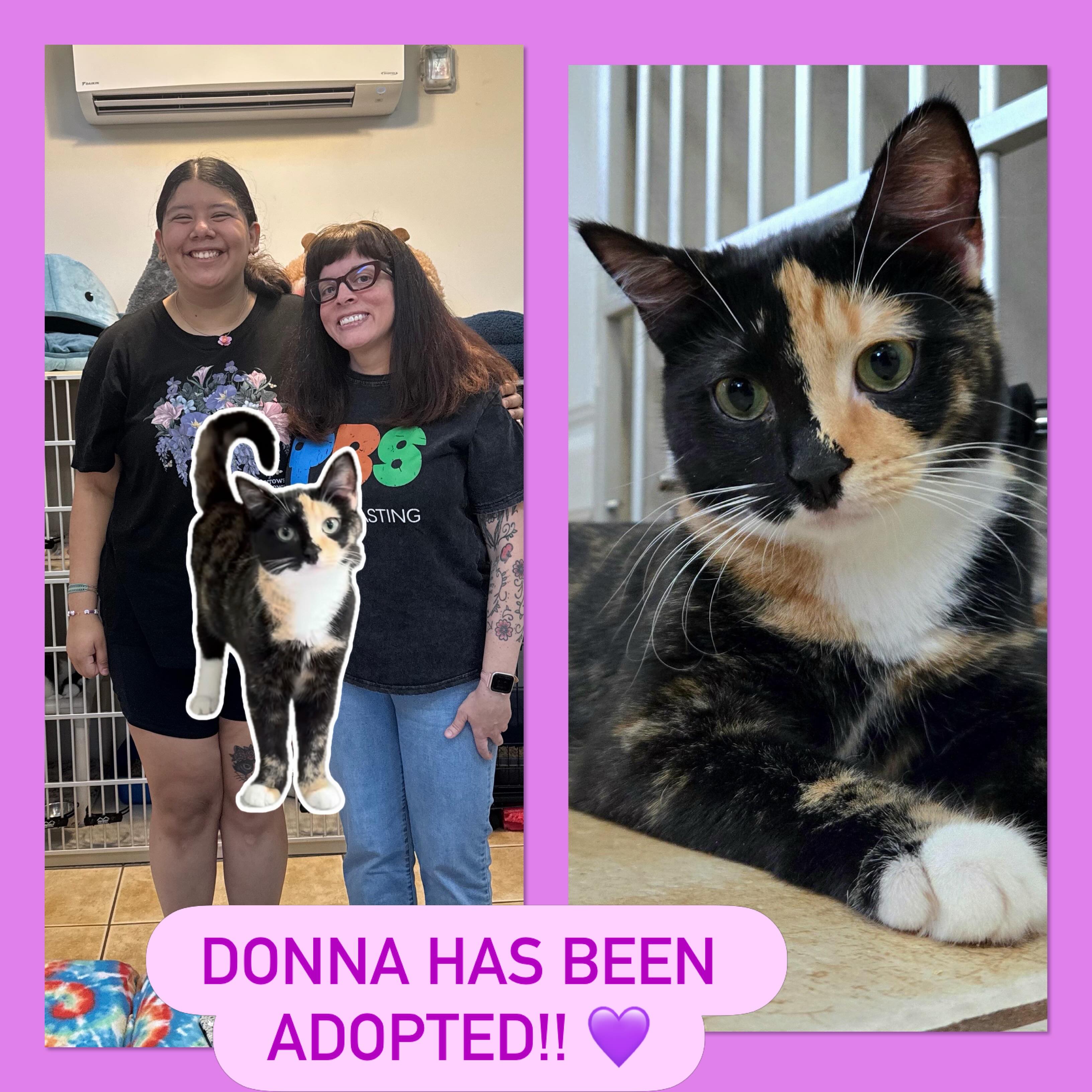 Beautiful Donna has been adopted! She has an amazing family who is committed to giving her the love, time, and patience she needs to thrive. We are so happy for her! 💜
#animalsindistressnj #adoptablecats #cats #mercercountynj #adoptme
