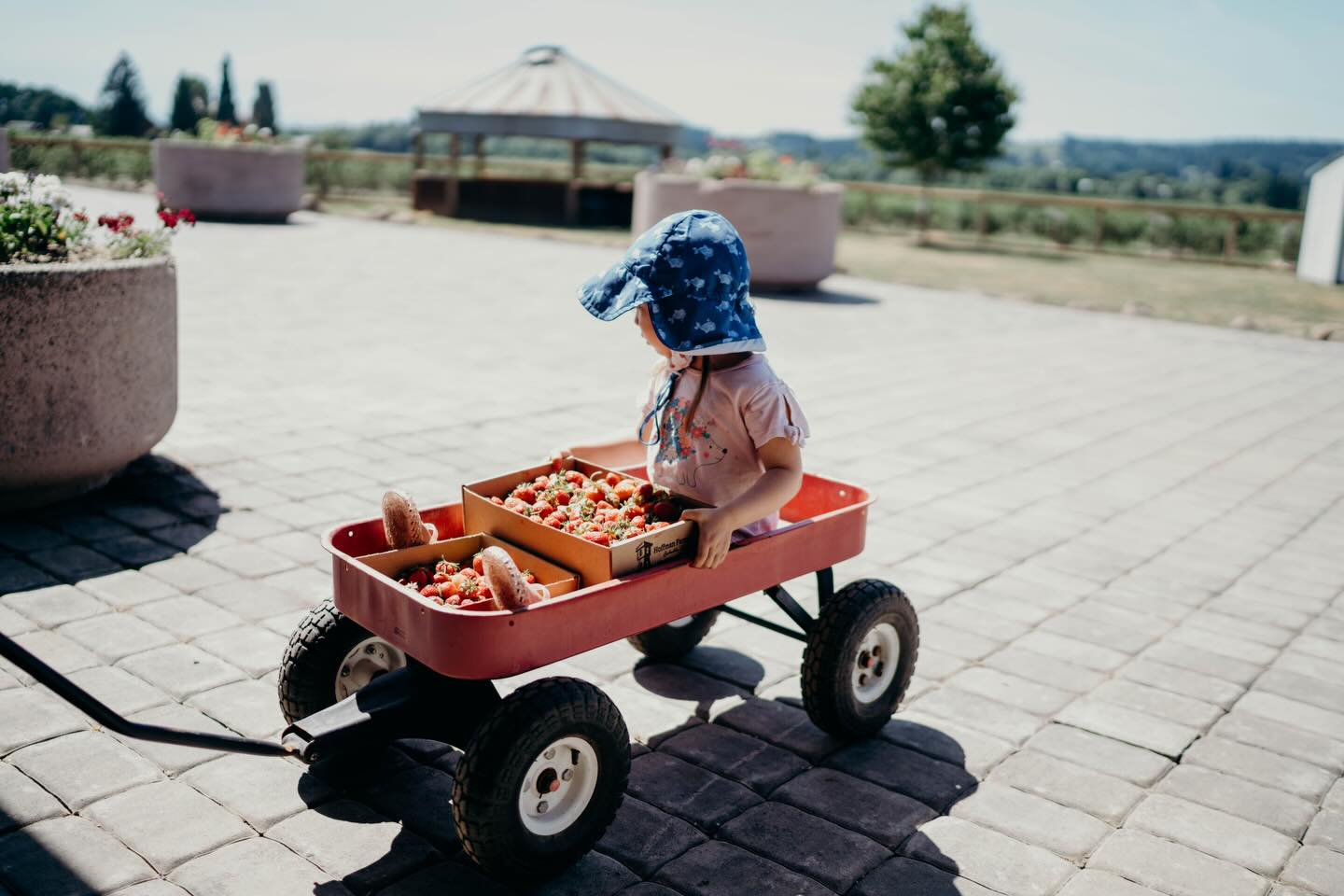 Happy Friday from the Farm!
It’s going to be a beautiful (and warm!) weekend, and we’re officially entering one of our favorite times of the year—Berry Palooza!
If you’ve been planning a trip to the farm for berries, now is the time.
We anticipate this will be the last truly strong weekend for strawberries. There is still lots of fruit in the fields, and if you haven’t stocked up yet for fresh eating, freezing, or jam-making, we highly recommend making your visit soon before the season begins to wind down.
We’re also picking raspberries and officially opening our TAYBERRY field for u-pick today! All u-pick berries are $2.50/lb, and the fields are looking great.
Prefer to skip the picking? We’ll have plenty of ready-picked berries available in the market while supplies last.
And there’s more good news—another Berry Palooza favorite is on the horizon: BLACKCAPS! Anyone who has enjoyed these berries knows just how special they are.
We do not offer u-pick blackcaps, but we are now taking reservations for ready-picked orders.
Blackcaps should be available within the next few weeks, and if you’d like to be added to our reservation list, give us a call at 503-628-5418 or email Hello@hoffmanfarmsstore.com.
We’re open Tuesday–Sunday from 9am–6pm, with last entry into the fields at 5:15pm.
We can’t wait to see you this weekend for strawberries, raspberries, tayberries, and all the berry fun that comes with Berry Palooza!
#hoffmanfarmsstore #berryseason #summer #pnw