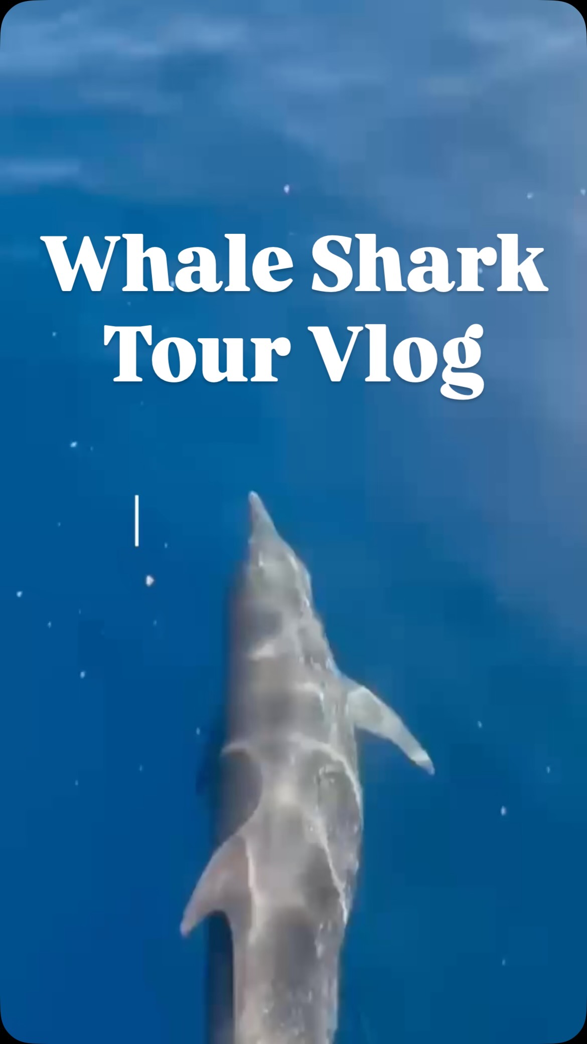 Sneak peek of our Whale Shark Adventure!
If this looks fun then make sure you come see us this summer in Isla Mujeres! Season has already started and ends mid-September.
#whalesharks #Isla Mujeres #travelmexico #bucketlist #seahawkdivers
