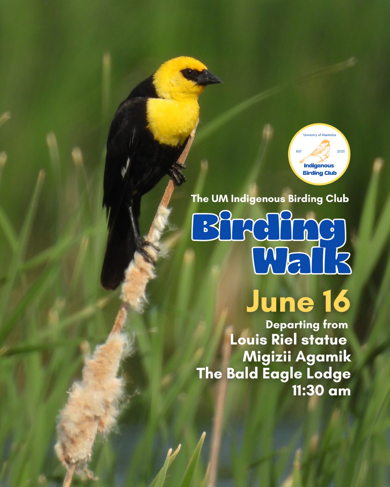 Join us for a relaxed, 1.5-hour birding walk that begins at Migizii Agamik – Bald Eagle Lodge. We will gather at 11:20 a.m. by the Louis Riel statue, with the walk starting promptly at 11:30 a.m. The walk will take us to King’s Park, or another nearby location, at a leisurely pace, allowing us to enjoy our feathered relatives in the green spaces on and near campus.
These walks are open to BIPOC (Black, Indigenous, and People of Colour) folks and allies who share our belief that birding is for everyone, regardless of experience. Whether you’re new to birding or a seasoned enthusiast, we welcome you to join. Just dress for the weather and be sure to bring sunscreen and water. If you don’t have your own binoculars, we have some available to borrow.
Our walks are an opportunity to connect with nature, build community, and learn from one another in a relaxed and supportive environment. Feel free to participate at your own pace, there’s no need to stay with the group the entire time, and you’re welcome to come and go as you please.
Accessibility Information:
The walk covers a variety of paths, including pavement, grass, dirt, and gravel, with mostly flat terrain and a few gentle slopes.
Washrooms are available approximately halfway along the walk.
If you need assistance or have specific accessibility requirements, please let us know in advance so we can do our best to accommodate you.
Parking:
Please note there is NO free parking on campus M-F from 8:30 a.m. to 4:30 p.m. Parking is available in the Parkade and at metered spaces for a fee.
We look forward to seeing you there!
📷: @justinleerasmussen
@umindigenous @umanitoba @umstudent @myumsu @umisacouncil