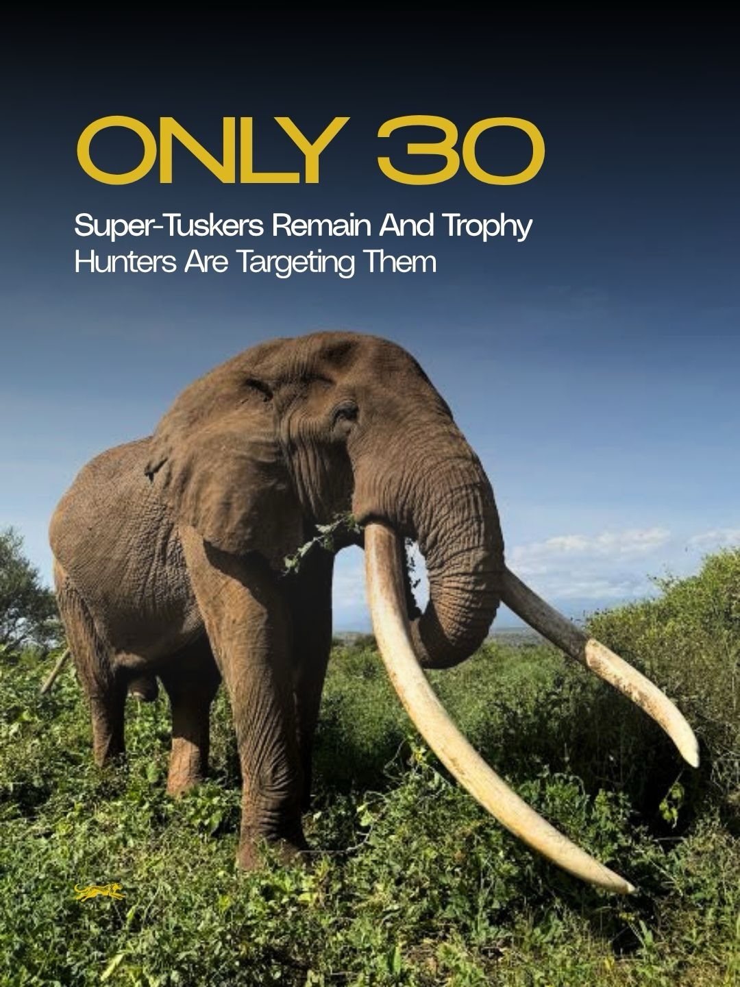 Only around 30 super-tuskers remain.
Some are estimated to be 50–60 years old, carrying tusks so massive they can weigh over 100 pounds each and nearly scrape the ground.
These elephants have survived decades of poaching, drought, habitat loss, and human pressure. Yet some are still being targeted.
Losing one means losing generations of genetics, history, and one of Africa’s last great icons.