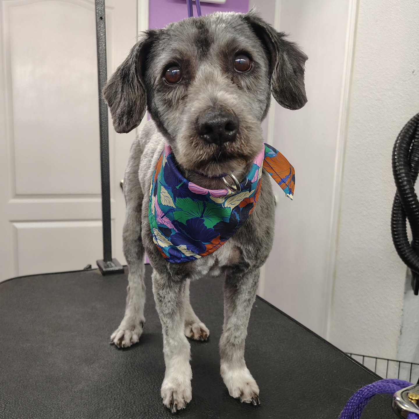 Chase may struggle with anxiety, but he absolutely loves being at the salon 💛✨ Watching nervous pups learn that grooming can be a safe, happy place is one of the most rewarding parts of what we do.
#anxiousdog #fearfreegrooming #luxurydoggrooming #sanmarcostx #calmdog