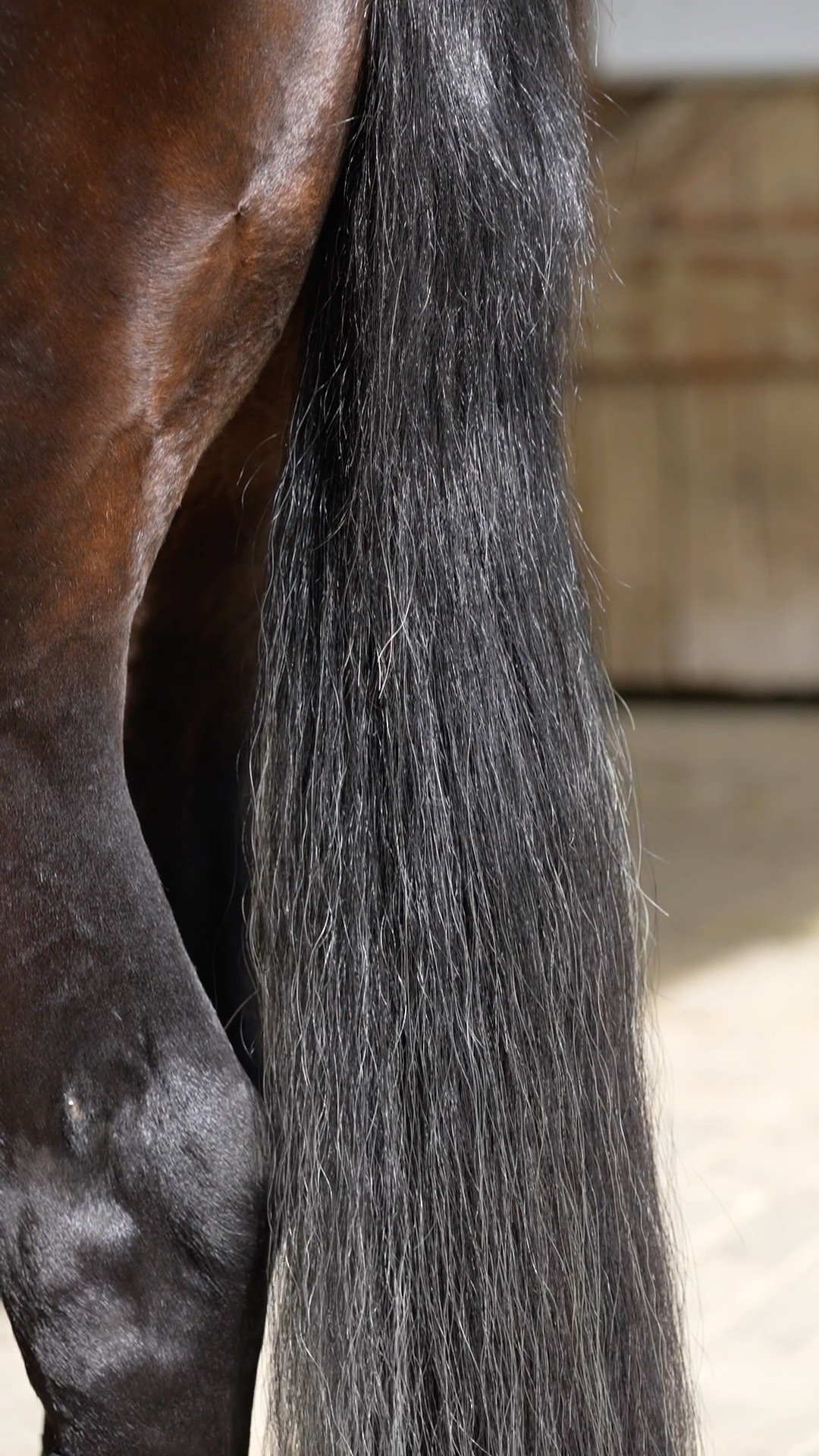 The transformation speaks for itself. A tail extension can make all the difference, adding fullness and the perfect finishing touch for a polished look. ✨
A big thank you to @thehorsetailcompany for this beautiful tail extension. With a wide range of colors available, there's a perfect match for every horse. 💚
🎥 @dv.media.production
🎬 @j_design.equinemarketing
#LEPH | #LucieEgenterPerformanceHorses | #DONUTbitsandspurs | #WigwamShowBlankets | #EQH