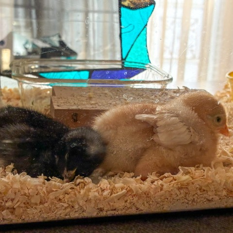 🌈ご縁はもう始まっていた🐥
5月7日、くりちゃんが虹の橋を渡った日の夜。
何か月も探しても見つからなかった岡崎おうはんのヒヨコの購入先が、なぜかその日に見つかりました。
偶然だったのかもしれません。
でも私には、くりちゃんが新しいご縁へと導いてくれたような気がしました。
そして、ボリスブラウンと岡崎おうはんのヒヨコを迎えることになるまでの、不思議で温かいお話が始まります。
「ご縁のある子は、最初から決まっているのかもしれない」
そんなことを感じた出来事でした。
ブログを更新しました✏️
よろしければプロフィールのリンクからご覧ください🌿
#岡崎おうはん
#ボリスブラウン
#ヒヨコ
#にわとり
#鶏のいる暮らし
#平飼い
#ペットの鶏
#ご縁
#くりちゃん
#ブログ更新
#rouma