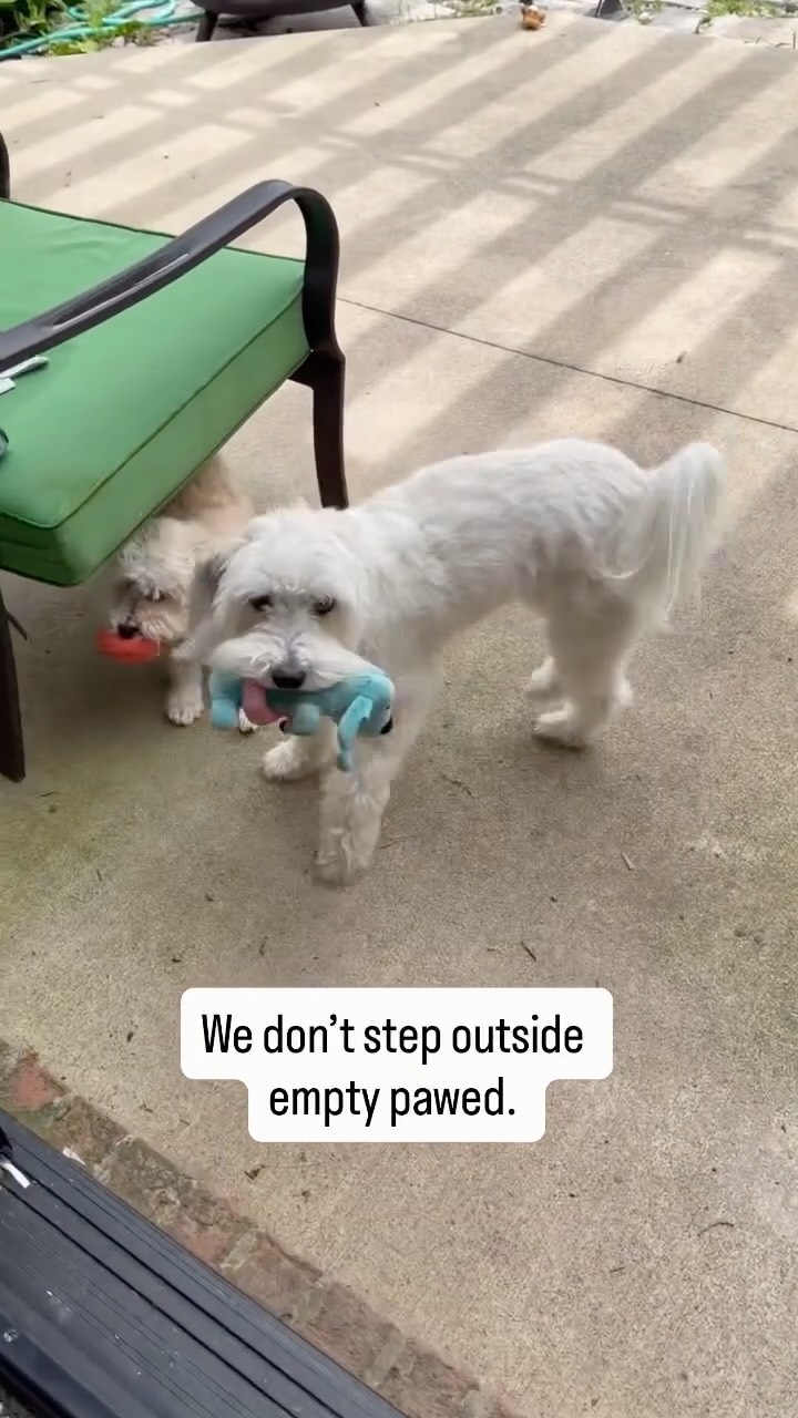 Cooper & Finley: toys = outside. Non negotiable.
#middayvisits #dogsofcentervilleindiana #dogwalker