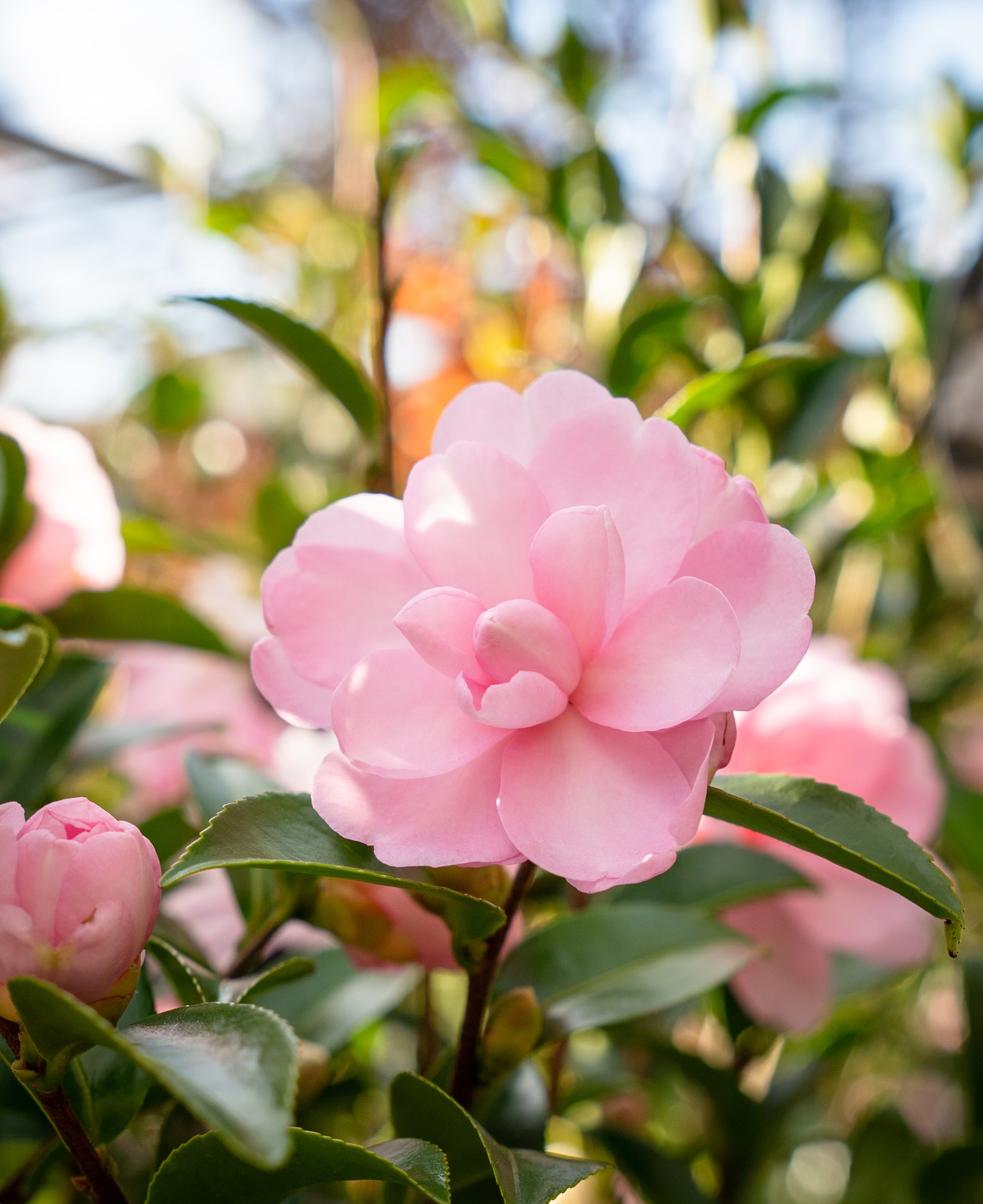 Camellias are one of the standout plants for a Macedon Ranges winter garden. While most of the garden is dormant, a well-placed Camellia japonica like this is in full flower through June and July, unbothered by the cold and requiring very little to perform well.
They prefer a sheltered position with dappled light, which suits the treed blocks and established gardens common across the region. Planted now, they'll be flowering within weeks and establishing through winter ready for a strong season next year.
The camellia range is in stock now at Macedon Nursery & Garden Supplies.
#macedonnursery #camellia #wintergardening