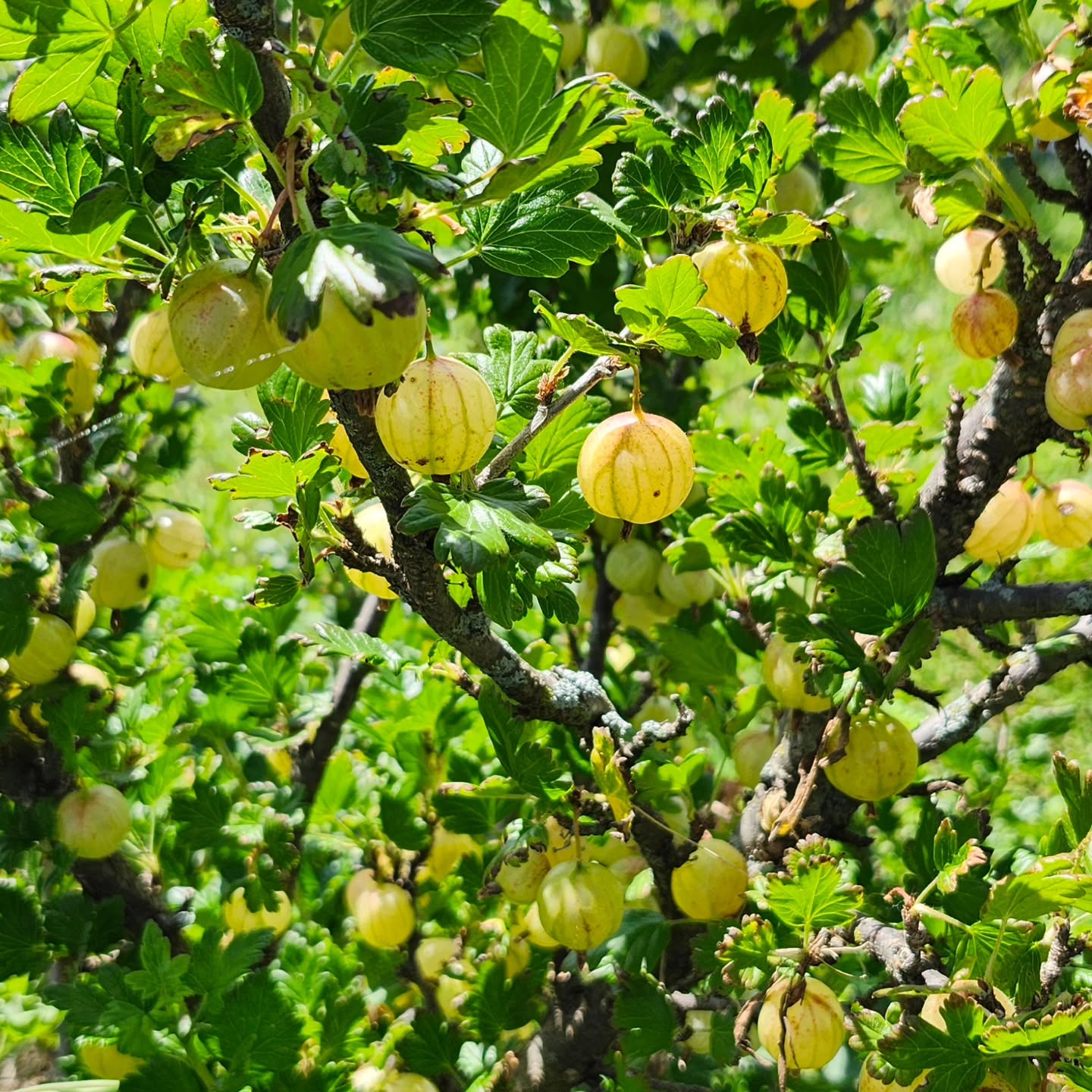 We have a good supply of gooseberries and currants! We are also picking red raspberries. Open Wednesday-Saturday from 8-6.