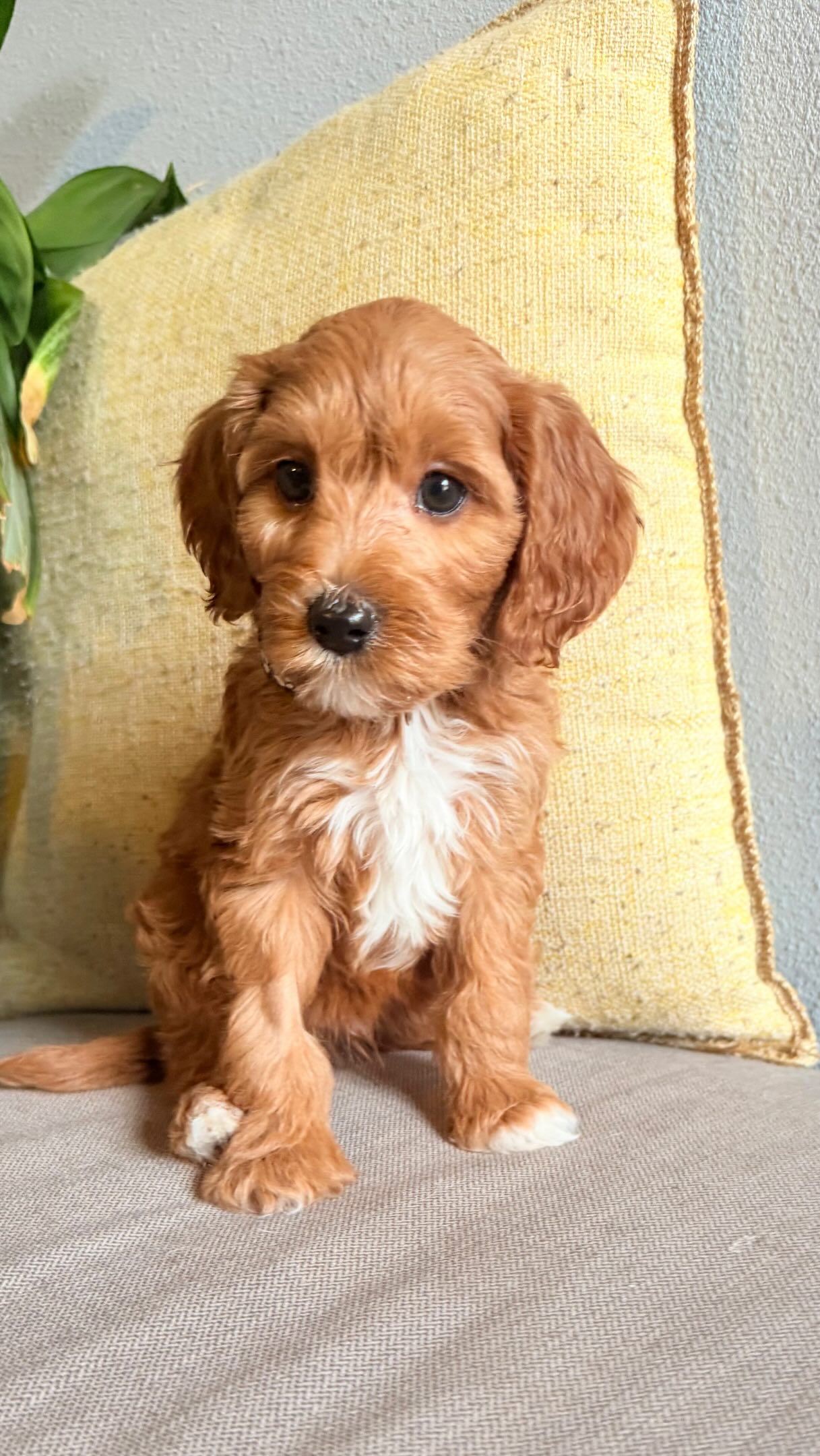 Hans Solo Temperament Test (Dax & Beau 2026) Cavapoo puppies