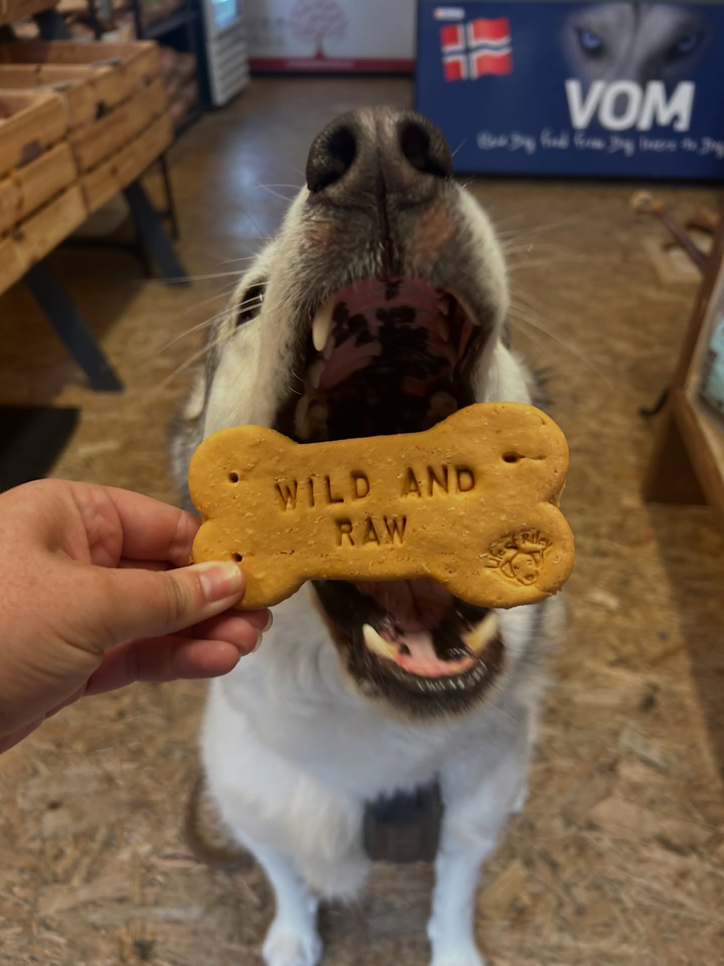 It’s fair to say Odin approved of the new @lifeofrileybakery bespoke biscuits🤣
#naturalpetshop#naturaldogtreats#naturaldogproducts #barryvaleofglamorgan