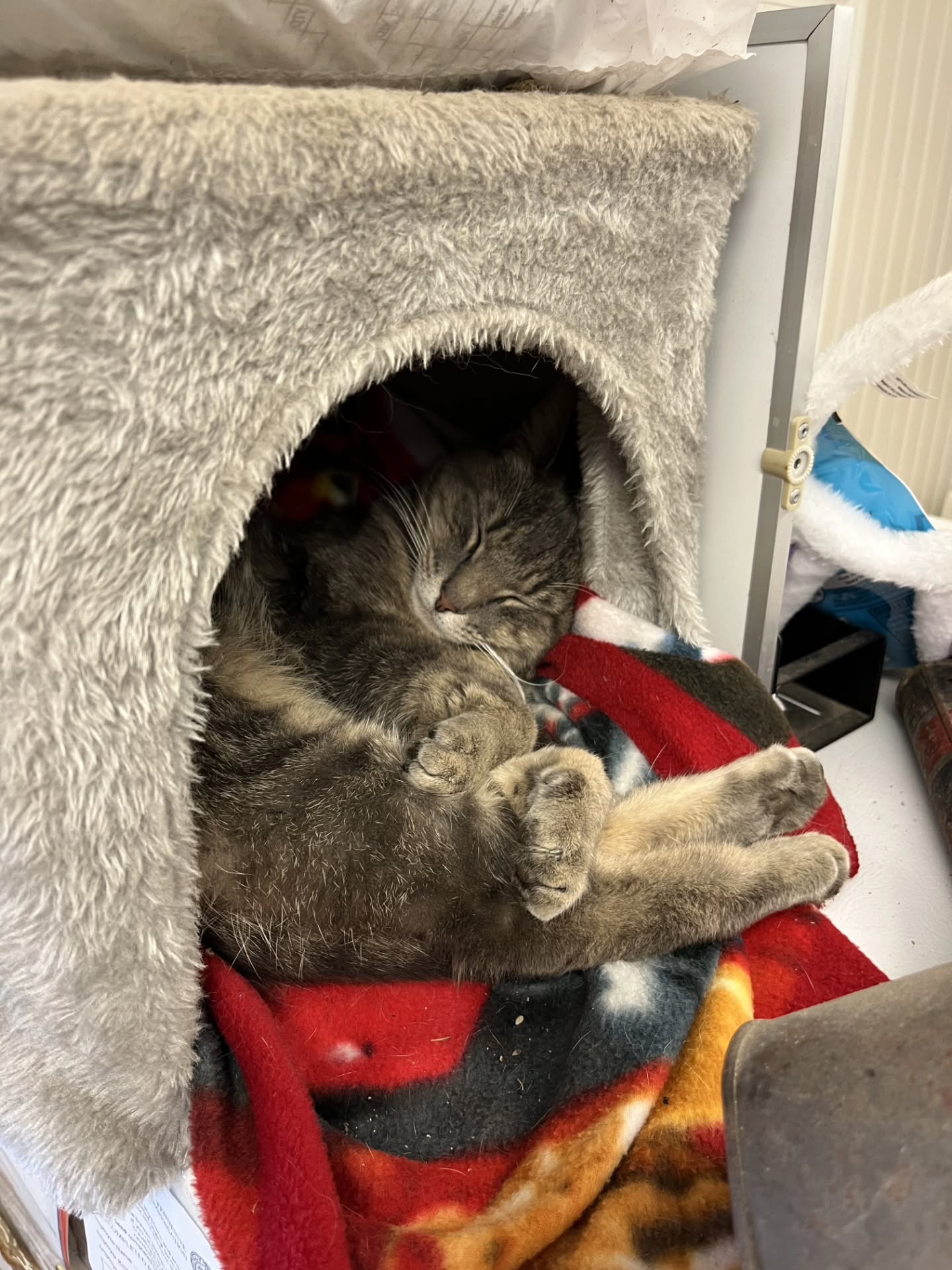 Willow's all snuggled up for an afternoon siesta in our office. 😻
