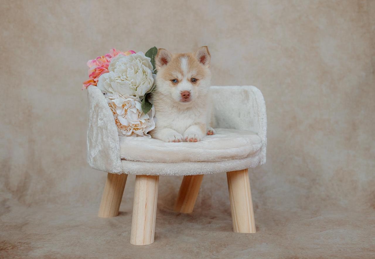 Our second Ice Cream Pups update is Sprinkles ✨
She is a quietly confident girly who is sassy & funny just like her parents. She is bi-eyed with Red & White Husky markings and plush coat, looking to be around the 10kg mark when fully grown up! (15/16” tall)
She is 👀 for a 🏡
✨ Vaccinated & microchipped
✨ Wormed upto date
✨ Comes with puppy pack of goodies
✨ 5 Weeks free insurance from the day you collect
✨ BVA health tested parents & raised in my home (5 star licensed breeder)
We’re in South Yorkshire 📍
You can apply online or DM me here ✉️
#pomsky #redhusky #minihusky #huskymarkings #bieyedhusky