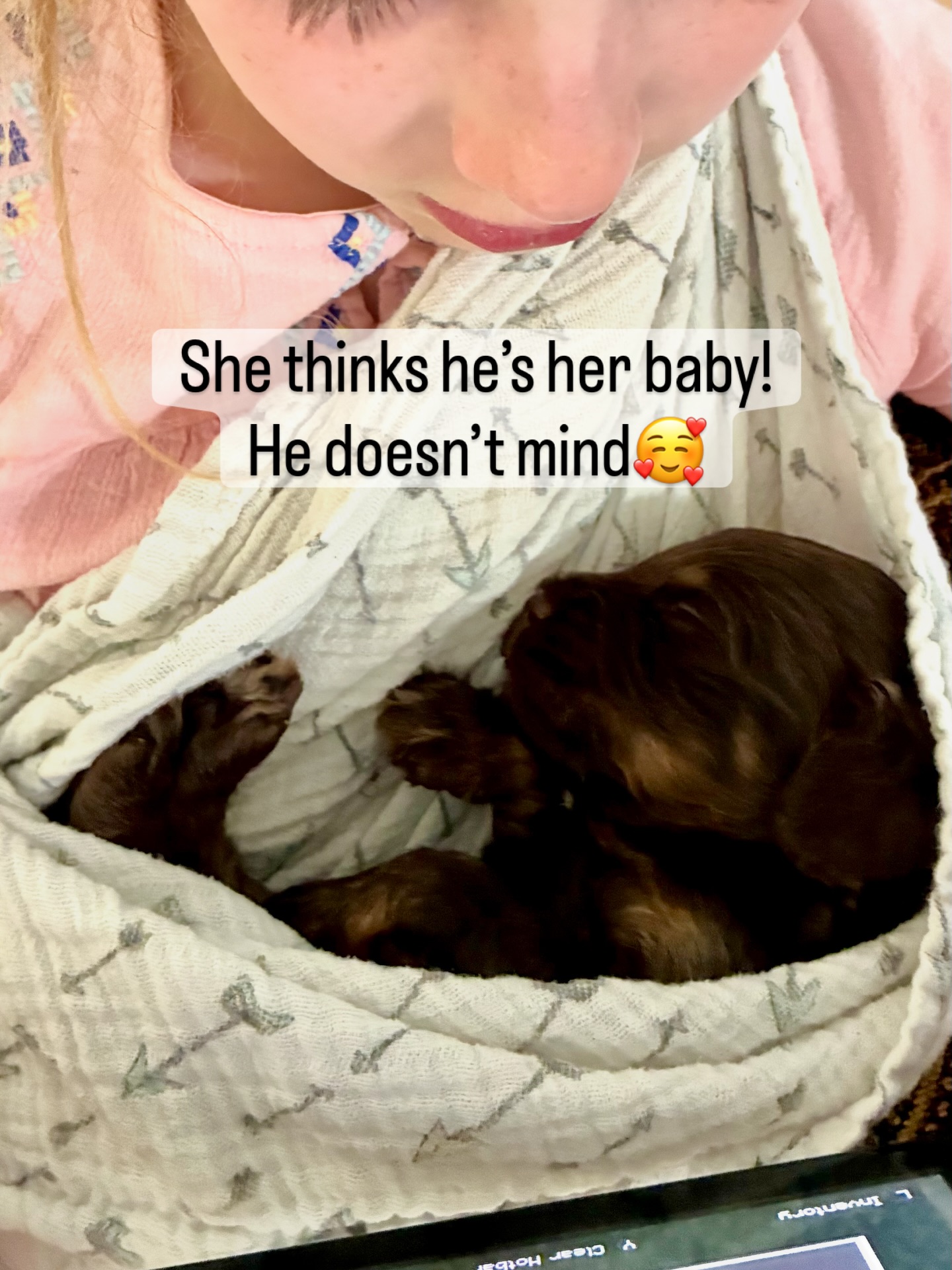 Blue Boy is quite comfy in his homemade baby/puppy carrier. Our puppies are love by all of our kids! Held, loved and taken care of by the smallest of hands!
#cavapoo #cavapoosofinstagram #cavapoopuppy #cavapoopuppies #cavapoolove #cavapooworld #cavapoogram #cavapoolife #puppylove #puppiesofinstagram #dogsofinstagram #doodlesofinstagram #poodlemix #cavalierkingcharlesspaniel #cutepuppy #puppyoftheday #doglover #instapuppy #puppygram #furbaby #familydog #availablepuppy #puppiesforsale #cavapoobreeder #ethicalbreeder #doodlepuppy #designerbreed #redcavapoo #apricotcavapoo #teddybearpuppy