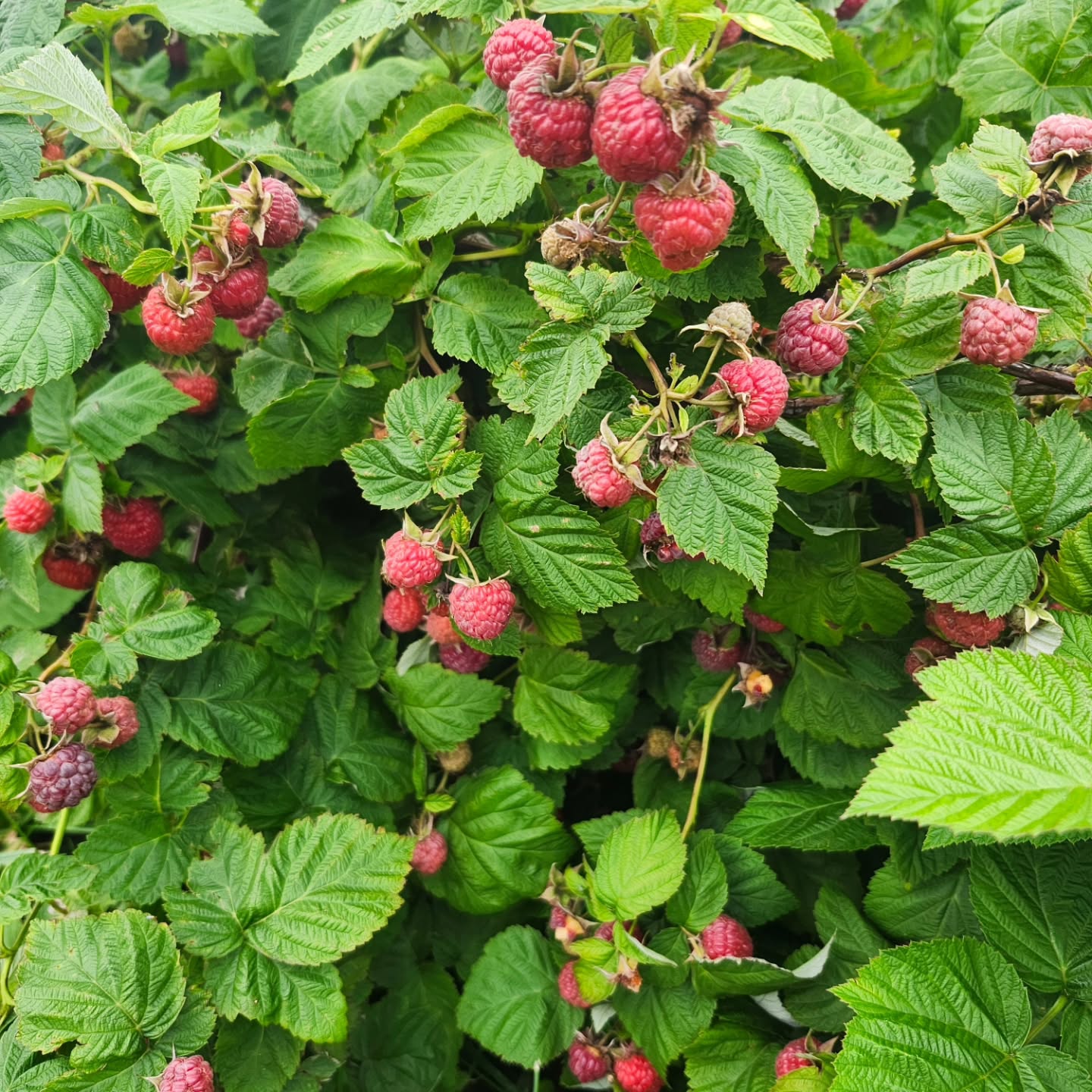 We will open Monday June 15th for pick your own red raspberries and currants only. Hours are 8 am until 6 pm Monday through Sarurday. PYO price is $7 per pound for berries and currants. We hope to open for a very limited picking of black raspberries around June 22. Please note that all of our fruit crops have small yields due to the erratic spring weather, and they will not improve until 2027. Please let us know if you have questions