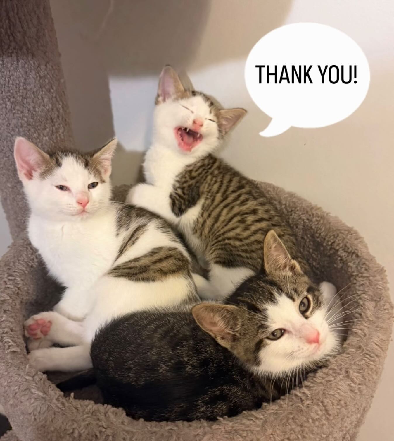 Amazon and Chewy don’t show us the names of those who sent us donations. So here is a collective HUGE THANK YOU (says Snickers) to everyone who so generously sent us food, supplies and monetary donations 🩷🩷🩷🩷🩷🩷🩷🩷🩷🩷🩷🩷🩷🩷we appreciate it more than words can say!!!!!! 🐈⬛🐾🐈💕kitten season is a very expensive time of year so donations allow us to save more babies 😻