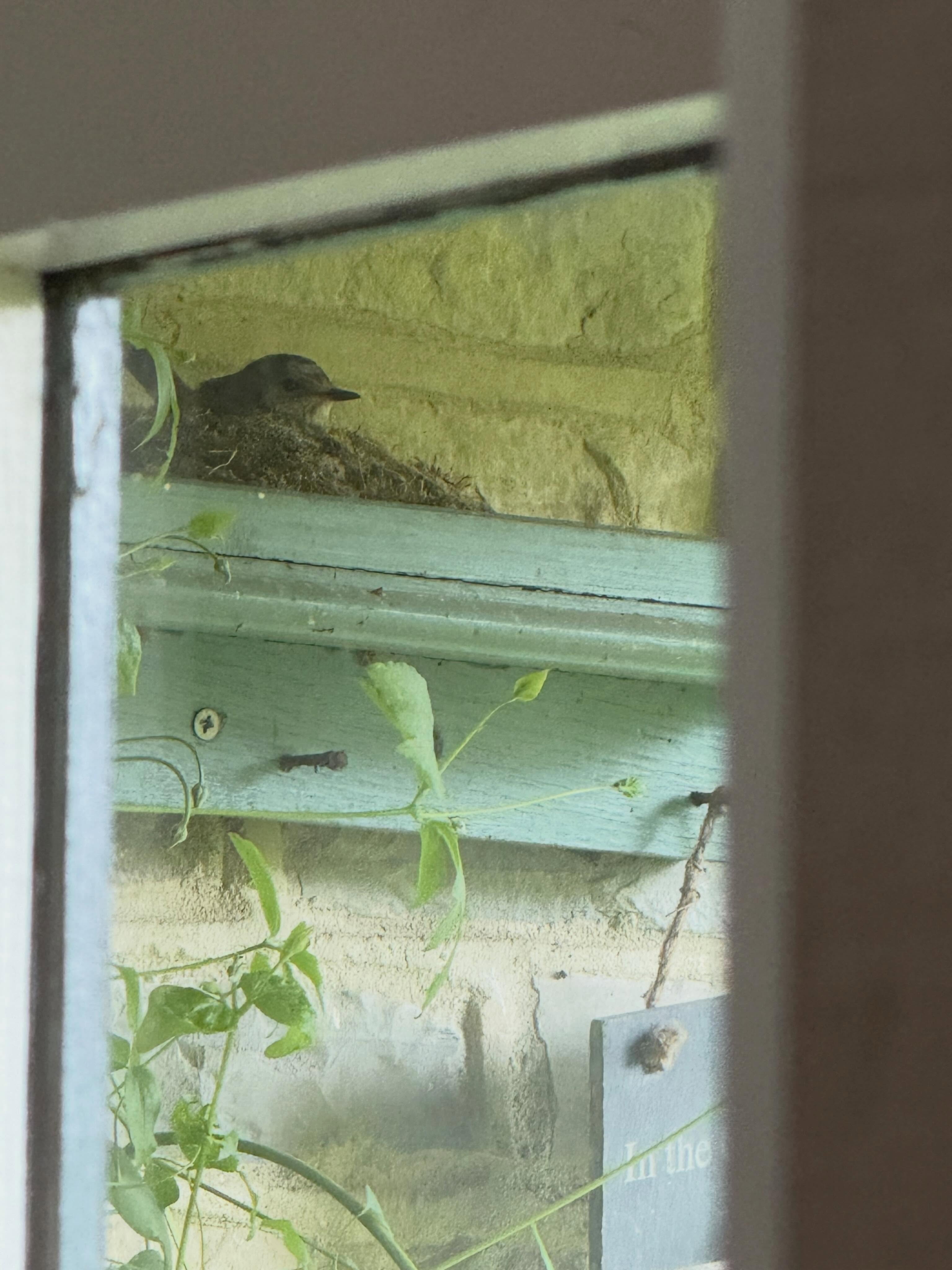 Nature is the best 😍.
We have a little bird (we think it is a spotted flycatcher) nesting just outside our back door, making use of an untouched little ledge there.
We’ve been carefully and discreetly watching the comings and goings, as it takes grass and moss and twigs to build its new home. It is the most wonderful gift to witness.
We normally go out of that door but we’re changing our exit route so there’s as little disturbance as possible. Hopefully there’ll be baby birds soon too ❤️
#fridayfeeling #nature #birds #beauty #somerset