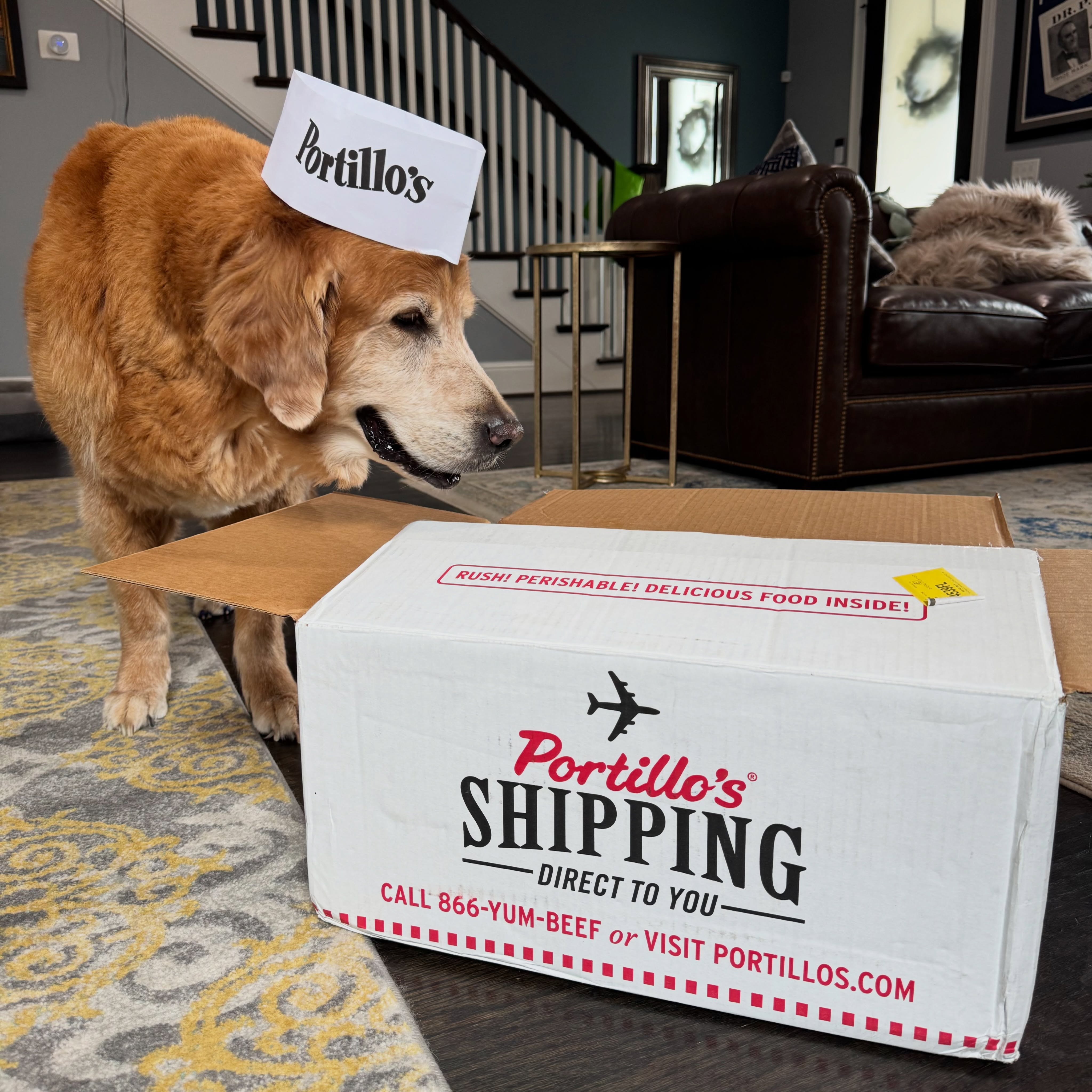 “But where’s my cake shake?” ➡️ a series. @portilloshotdogs #food #goldenretriever #chicagofood #chicagofoodie #chicagofoodscene