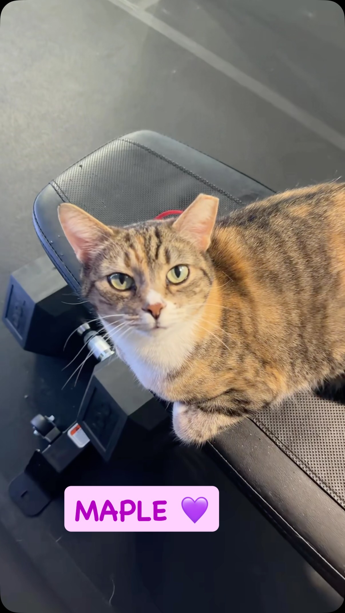 Gorgeous girl Maple is available for adoption! ♥️
Send us an app to schedule a meet and greet at https://www.animals-in-distress.org/adoptions or email us with any questions: animalsindistressnj@gmail.com 💌 #animalsindistressnj #adoptablecats #cats #mercercountynj #adoptme