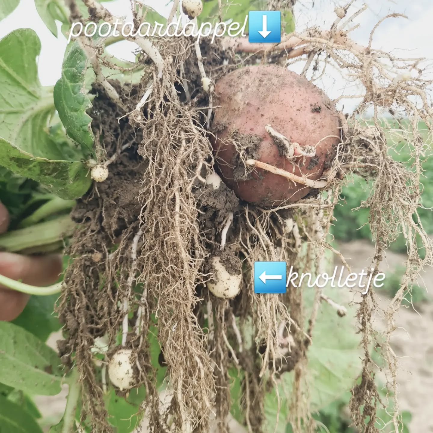 Haakjes🌀
De laatste weken groeit het enorm snel. Voldoende vocht en af en toe een zonnetje en je ziet het bijna groeien🌦️
Voor aardappelen is het ook een belangrijke periode vanwege de knolzetting. Het aantal nieuwe knollen wordt rond deze tijd bepaald en hangt af van ras, vochtigheid van de grond, temperatuur en voeding📊
Aan een aardappelplant heb je wortels en stolonen(ondergrondse stengels). Een nieuwe knol begint met een klein haakje aan een stoloon, dat wordt een klein knolletje en later een grote knol🧐
In de loop van het groeiseizoen en zeker de komende weken kan je nog veel knolletjes verliezen, zeker als de omstandigheden ongunstig zijn ( hitte, droogte of andere stress) 😬
Zeker bij aardappels voor de supermarkt is een hoog knolaantal belangrijk, de aardappels mogen immers niet te groot zijn als je ze wil inpakken🥔🛒
#hoekschewaardappel
#onzeboerderij
#aardappelteelt
#farmlife
#weetwatjeeet