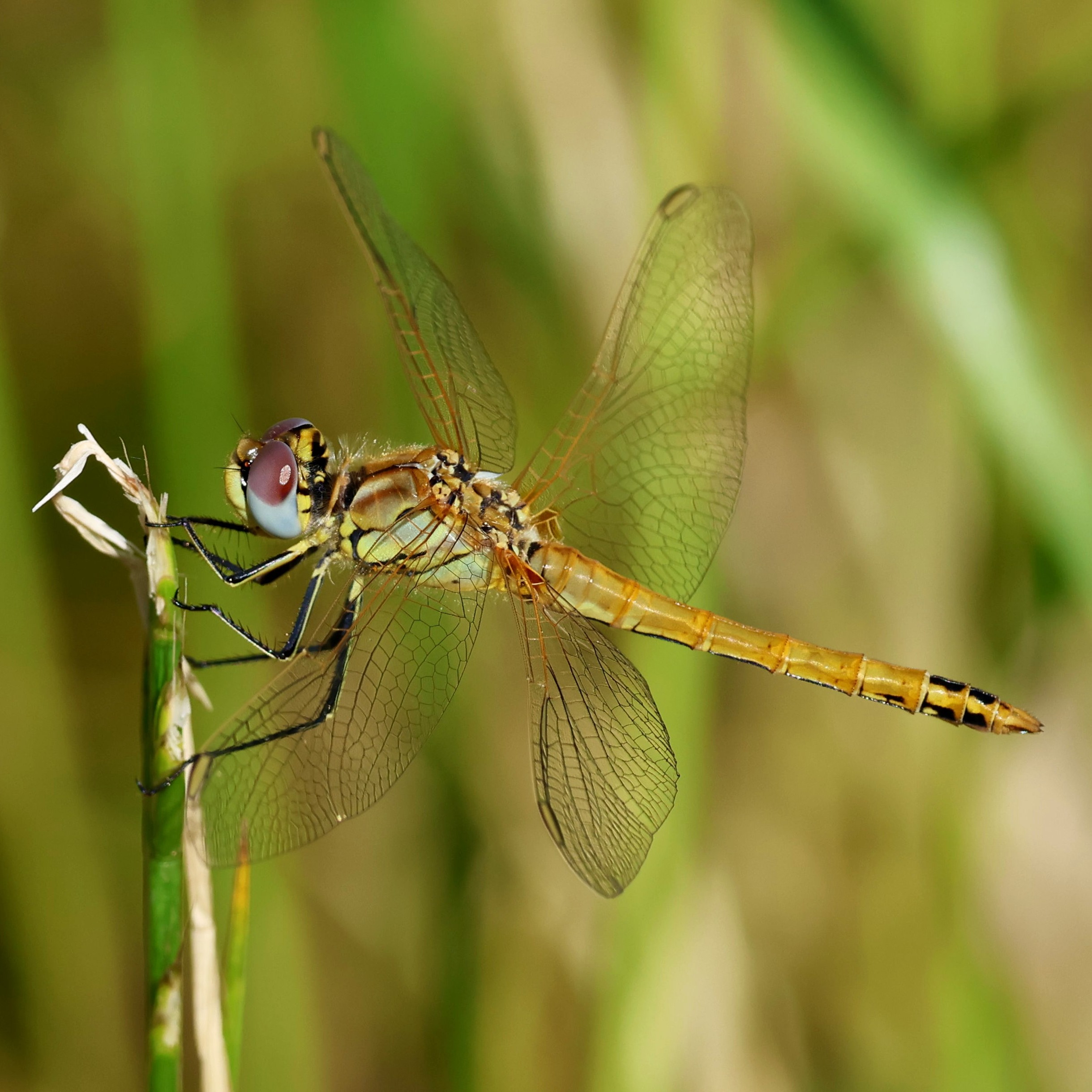 A female red-veined darter. I love those bi-coloured eyes.
#islandwildlife #kefaloniawildlife #greekwildlife #guidedwildlifewalks #dragonfly