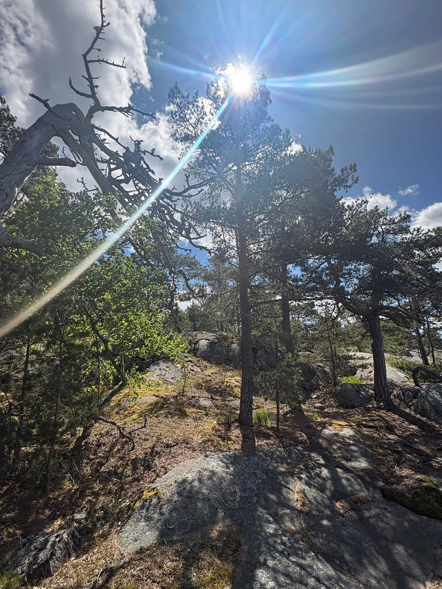 🇸🇪 💖 Thank you Sweden! スウェーデン、ありがとう!✨Thank you lovely people…My parents, sister and I stayed a few days near Öregrund at a lovely place in Nature.
One could hear so many birds, enjoy the wild flowers, and breathe fresh air….it was so healing.
On the last day we saw an eagle fishing and felt blessed as our journey now continues…✨🦅
両親と妹と一緒に、数日間オレグルンド近くの自然豊かな場所で過ごしました。
たくさんの鳥たちのさえずりに耳を澄ませ、野の花々を楽しみ、澄んだ空気を胸いっぱいに吸い込むことができました。🌿🕊️🌼
その時間は、とても深く癒しに満ちたものでした。
旅の最後の日には、一羽の鷲が魚を捕る姿を見ることができ、その神聖な光景に祝福を感じました。🦅✨
私たちの旅はここからまた新たな章へと続いていきます。
愛と感謝を込めて。 🌈🙏✨