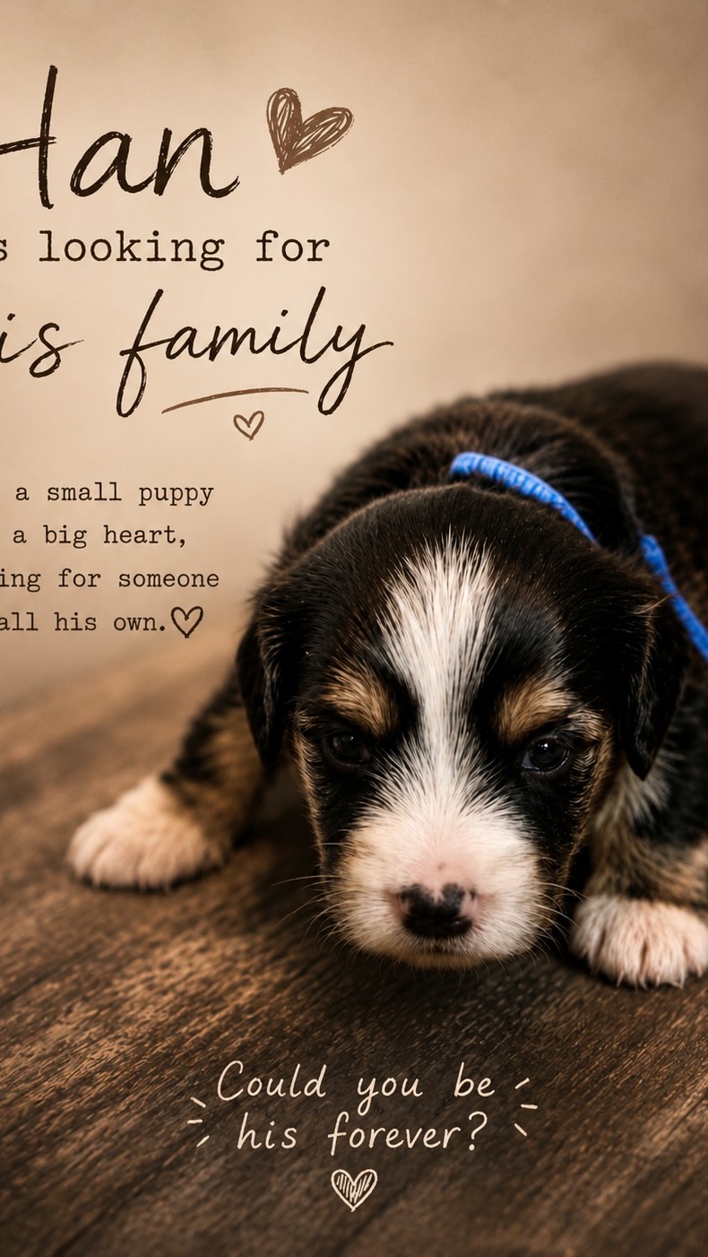 The "Force" is strong with this little waddler. 🥹🪐✨
Meet Han! He is a gorgeous tricolor boy from Tala and George’s litter, and he is officially working on his very first steps. Between that tiny wagging tail and those cute little socks, we are completely smitten. 🧸🐾
Han is still available to join the perfect family! 🏡💛
Ready to add a little extra love to your home? Send us a DM for details on sweet Han! 👇
#bernedoodle #puppymilestones #bernedoodlesofinstagram #puppylove #availablepuppy