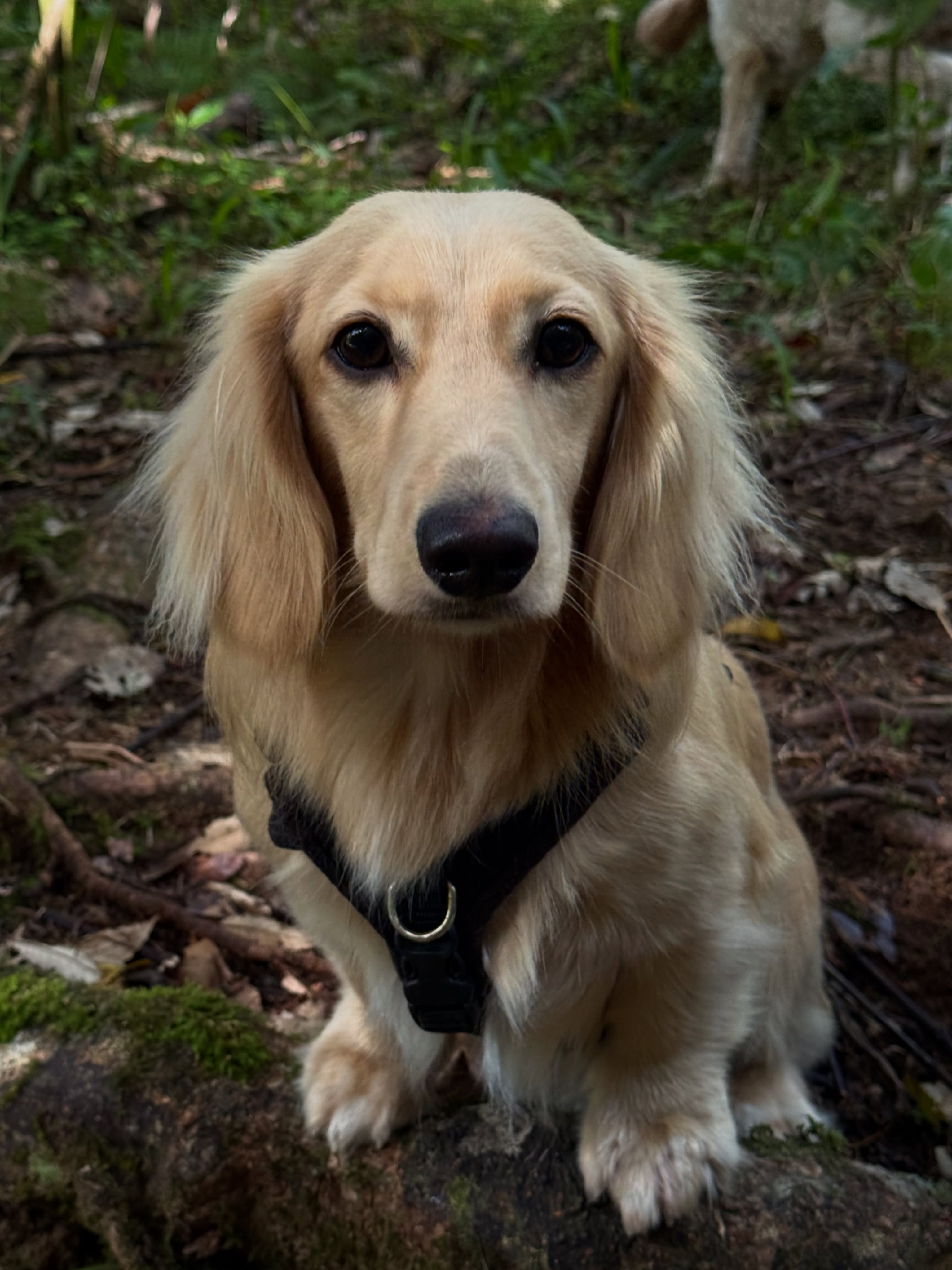 Solo post for Maverick because I forgot to add his photo into the carousel the other day 🤣
#dacshund #longhaireddachshund #snag