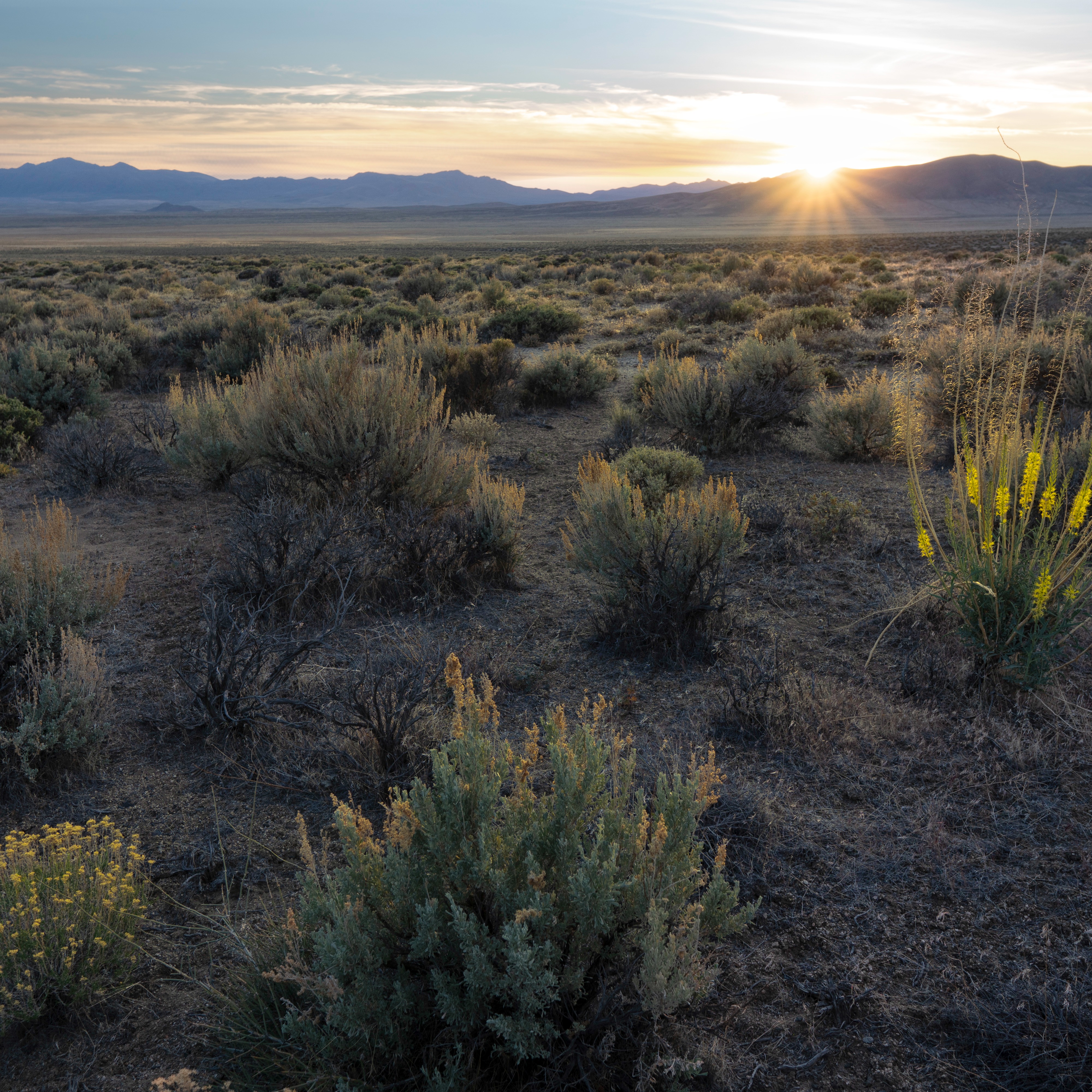 Remote Elephant Land Sunset
#explorenevada #elephantland #sunset #lettheoutsidein #nevadasunset