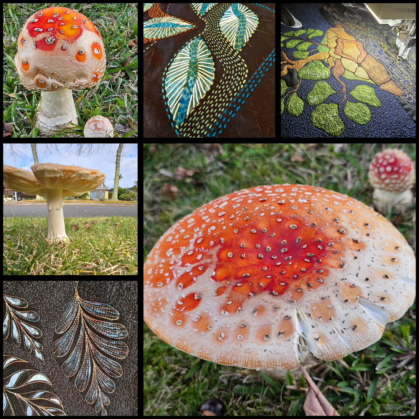 Another Friday - another week! A few photos of some delightful Funguys(Fungi) from urban wandering this week ....
I've been working on projects, in varying degrees of completeness, for Ozquilt Networks Australia Wide Ten exhibition(entry closes on 15th so you still have a few days...) and for being a Guest Exhibitor at the Auckland Quilt Show @aucklandquiltmakers, 3-4 July at the Mt Albert Hall, 10am - 4pm.
#textileartexhibition #artquilts #slowstitching #contemporarystitch #photosoftheday