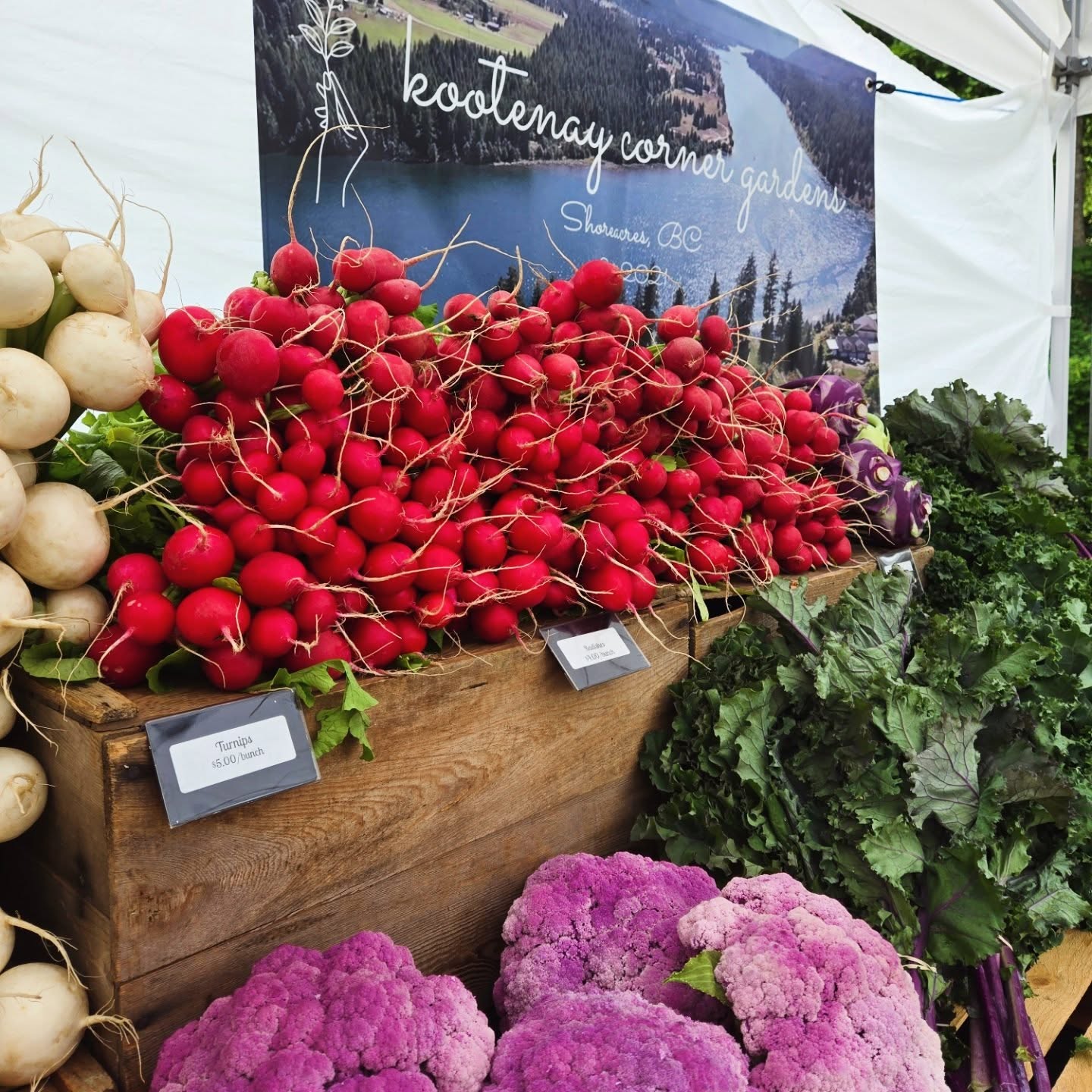 What a beautiful day for a Farmer's Market!☀️ We are down at Cottonwood at the @nelson.farmers.market each and every Saturday! 9am-2pm! Come on down and get your veggies!
#kootenaycornergardens #nelsonfarmersmarket #localfoodmovement