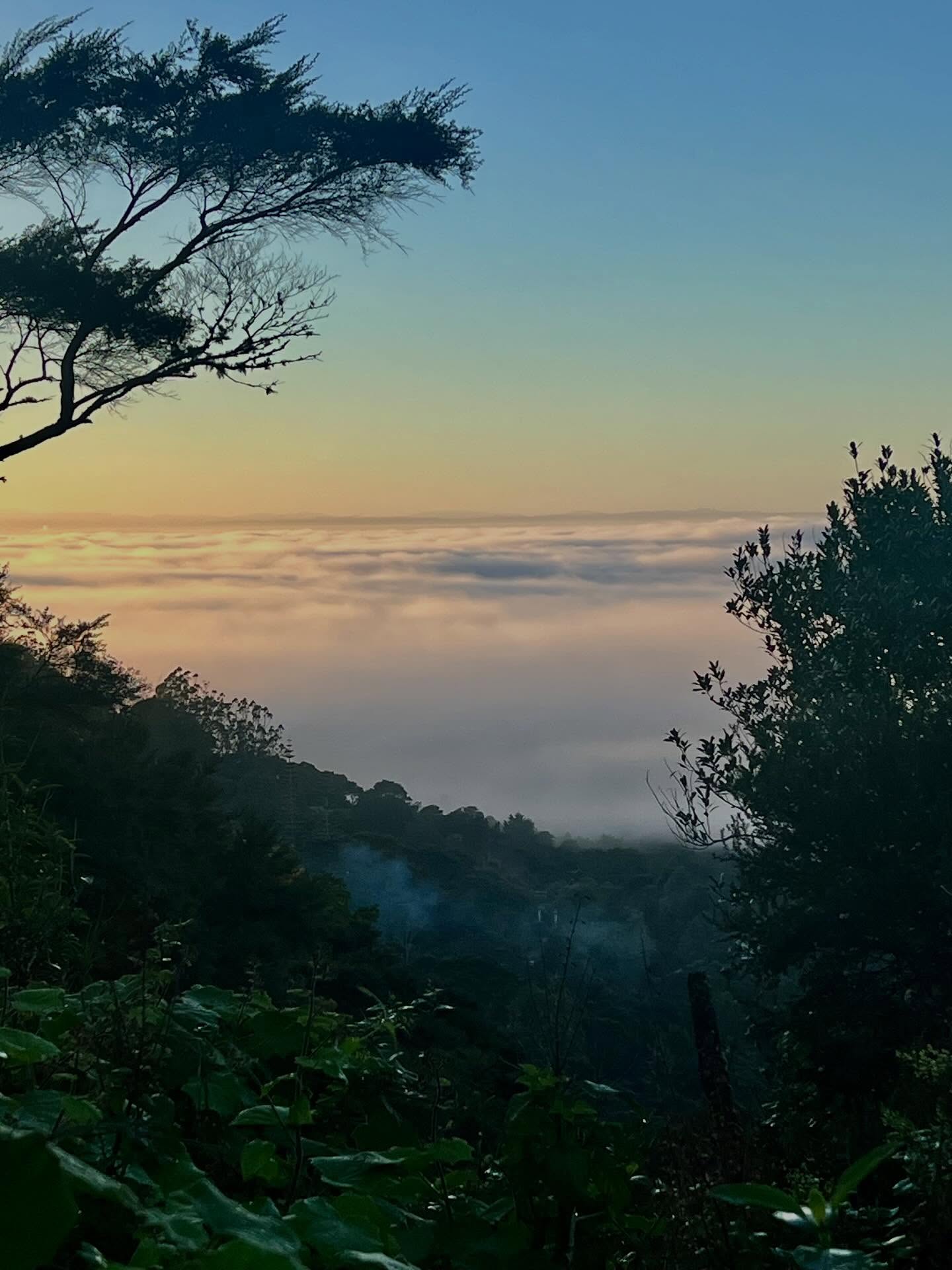 Instead of sea views for our morning dog walk, it’s a blanket of cloud below!