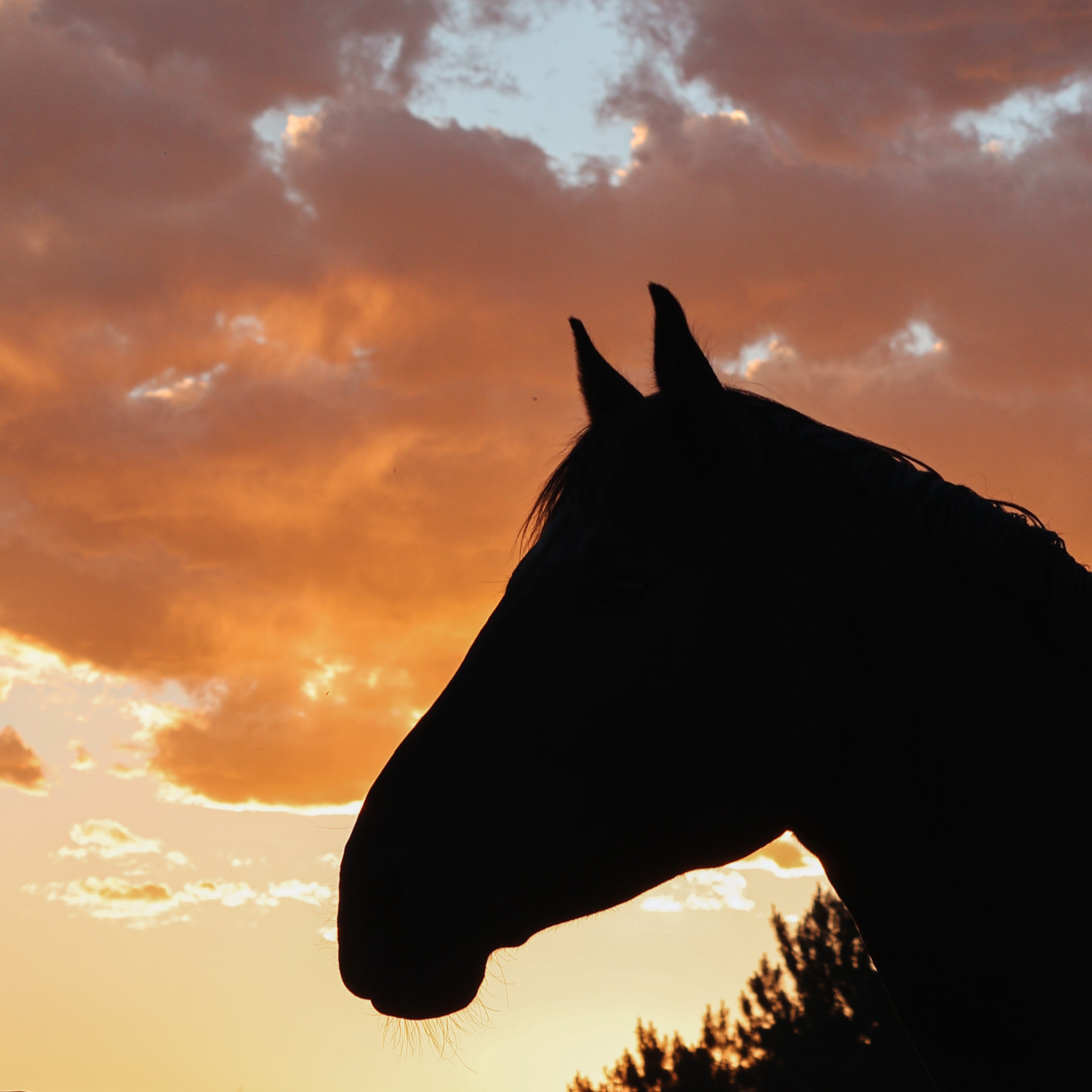 Happy Birthday week to the most beautiful seven year old!! Huck, youβre the most majestic genial giant we could have asked for π 7οΈβ£ π #gelding #birthdayboy #northerncolorado