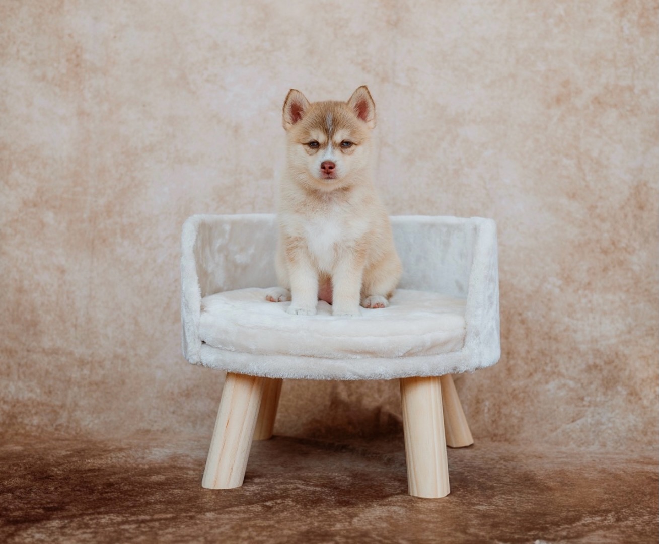 Ice cream Pups 7 week Pupdate - Caramel!
What a true mini Husky, with all that beauty! She’s also incredibly smart and responds so well to all the cue words used in and out of the house. She is 👀 for a 🏡
Two blue eyes 💎
Red & White Plush coat 🧡
Charting 7-8kg! ⚖️
She has a Husky build in such a small frame - she really is a perfect Pomsky 🐺
✨ Vaccinated & microchipped
✨ Wormed upto date
✨ Comes with puppy pack of goodies
✨ 5 Weeks free insurance from the day you collect
✨ BVA health tested parents & raised in my home (5 star licensed breeder)
#pomskypuppy #availablepuppy #huskypuppy #minihusky #huskyblueeyes