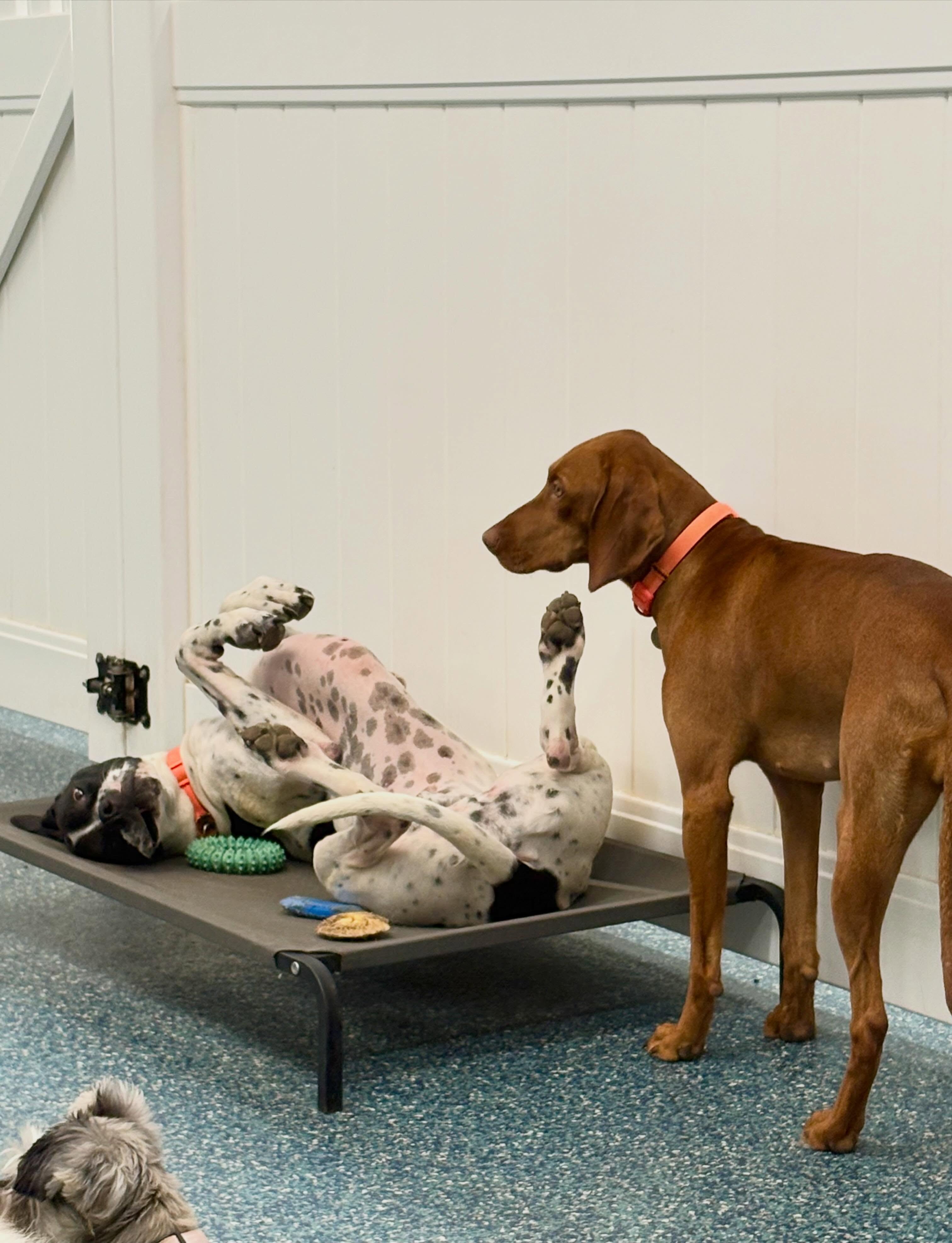 Friday feels…
Some funny sleeping positions from our hounds