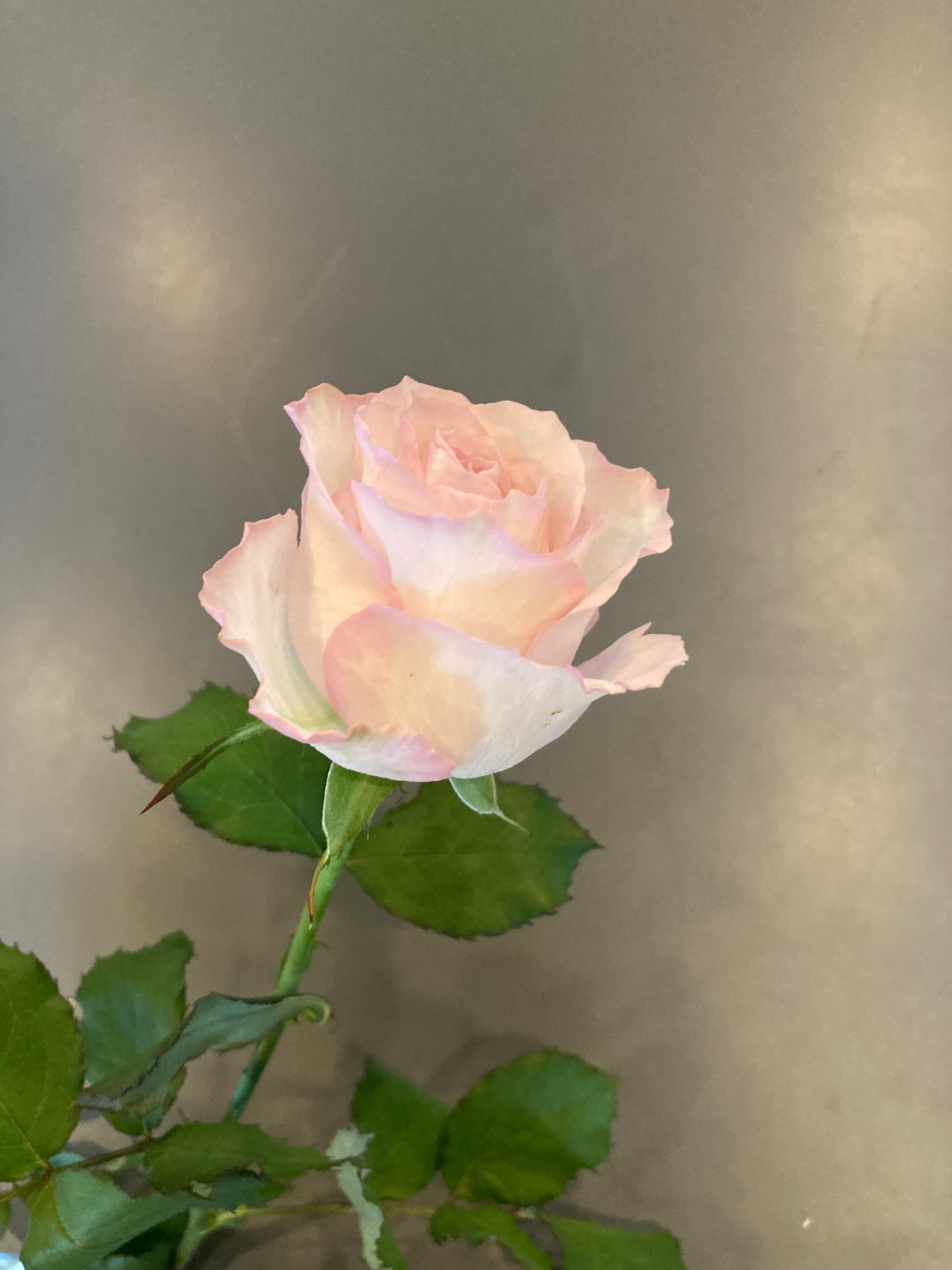 ローズ🌹ラプソディ 神奈川県稲毛農園さん 淡いピンクの可愛いらしいローズです。#ローズ #ピンクローズ