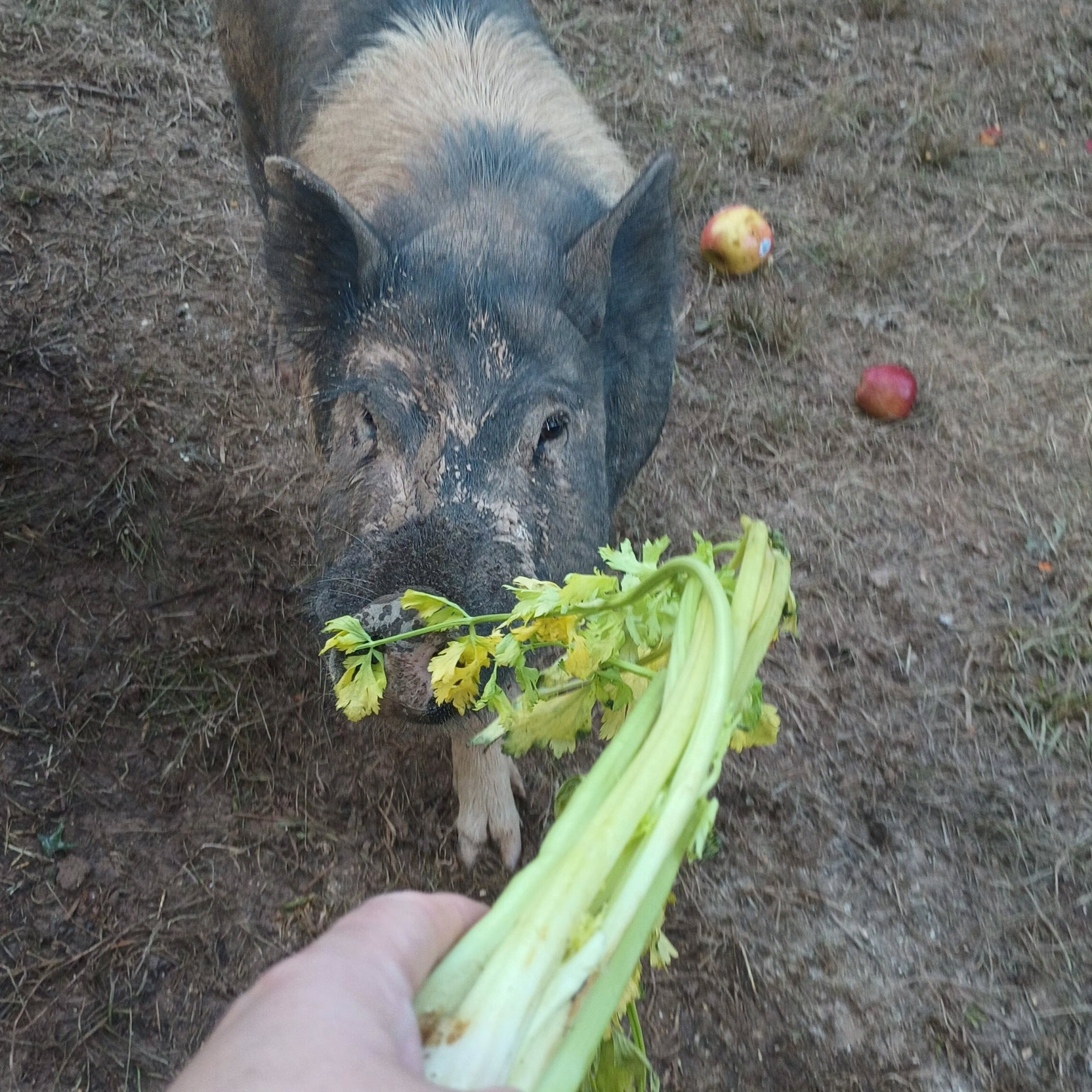 It takes a community: Thanks to our volunteer Rufina and her littles for dropping off some snacks for the Operation Squeal City pigs, courtesy of CARE412. They got cooked potatoes, fresh bread, apples, and a variety of veg.
care412.org
#operationsquealcity #nowaste #animalrescue #animalsanctuary #oink