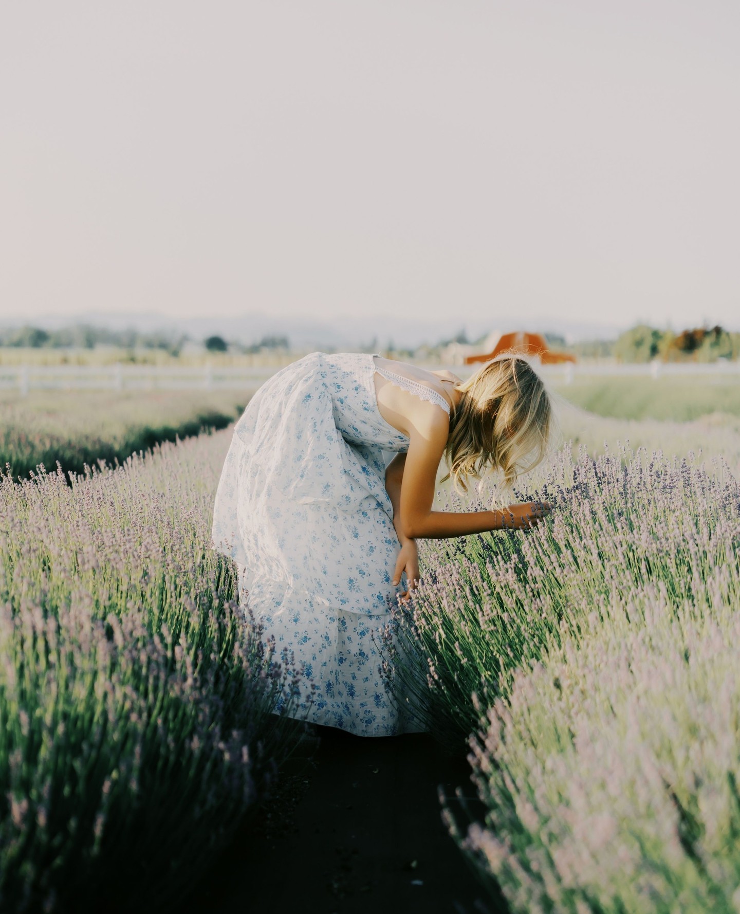 Lavender field sessions!!! Ready to book before they are harvested and the prettiness is gone? Lets get you on the books asap!
#medfordweddings #oregonphotographer #weddingphotographer #southernoregon #oregonwedding #pnwwedding #southernoregon #oregoncoast #elopeinoregon #oregonweddingphotographer #oregonweddingideas #southernoregonphotography #roguevalleyphotographers #medfordoregonweddingphotography #grantspassweddings #ashlandweddings #ashlandweddingphotographer #portlandweddingphotographer #professionalphotographermedford #ashlandweddingplanner #ashlandweddingflorist #medfordweddingplanner #grantspassweddingplanner #medfordweddingflorist #medfordweddingvenues #ashlandweddingvenues #grantspassweddingvenues