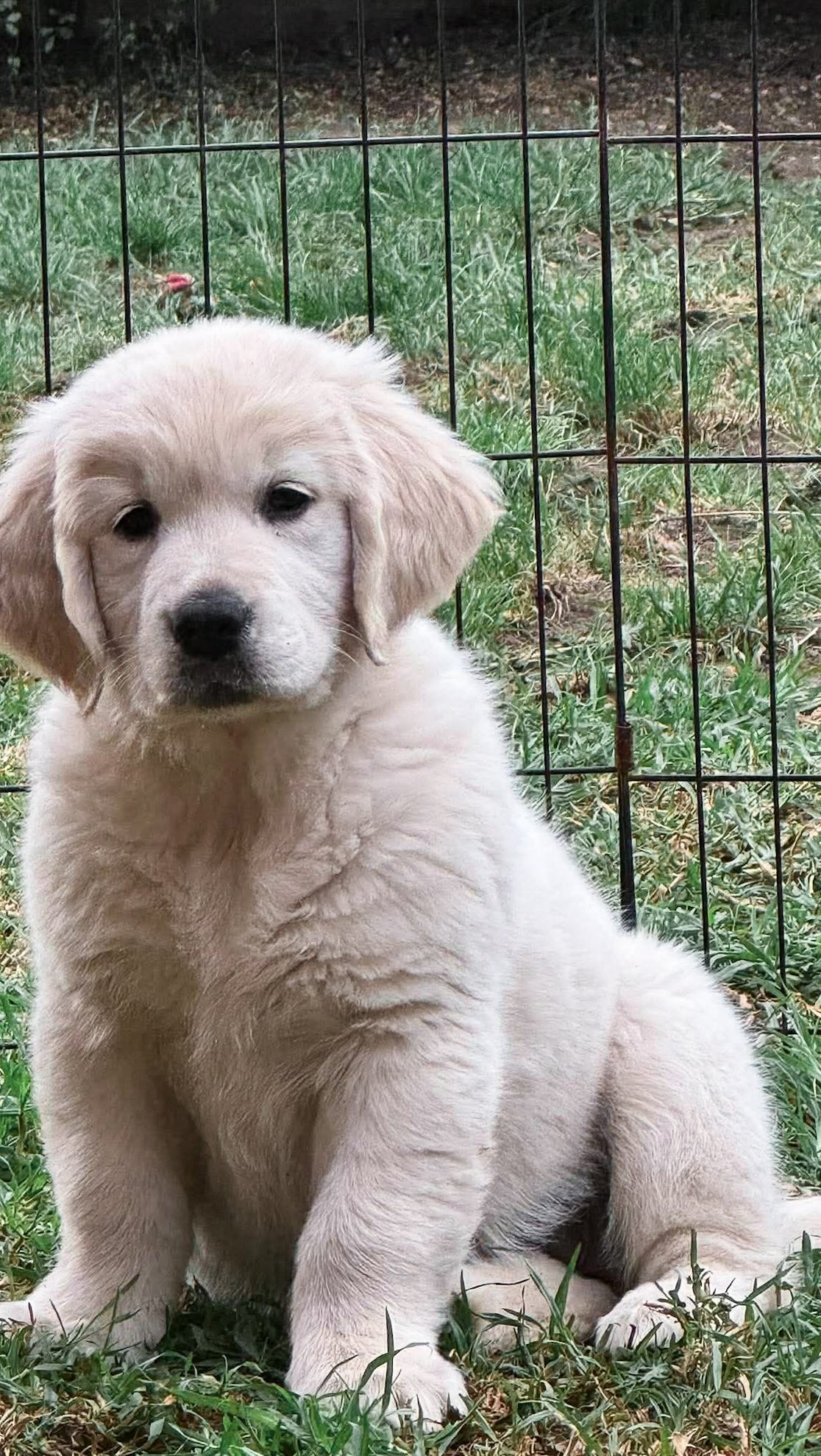 Someone has found her tail.. ๐
#goldenretriever #goldenpuppy #golden
