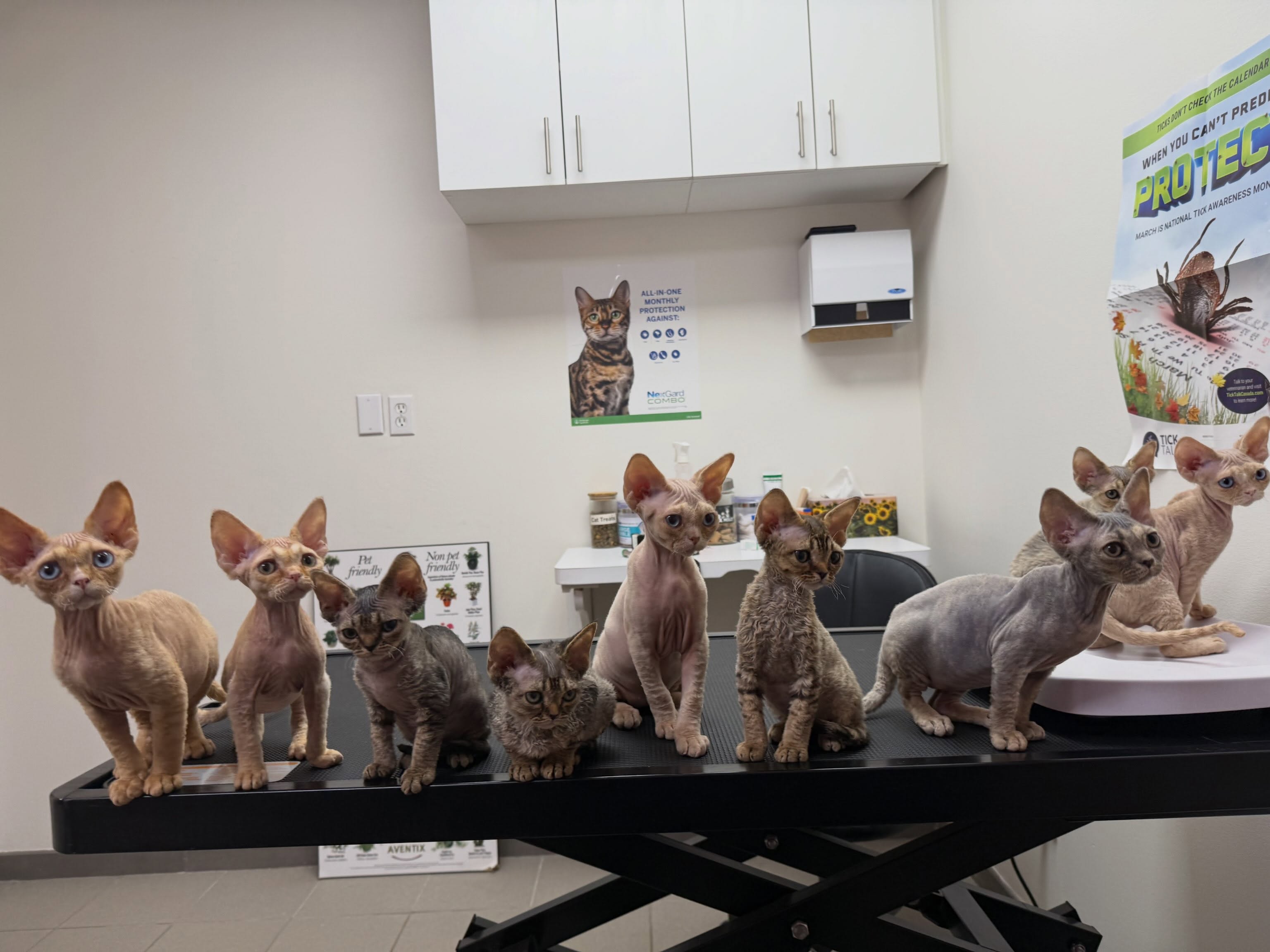 That moment when you need your sister to just stop talking (check the second photo). Do you know how tough it is to convince nine kittens to look at the camera at the same time? đ we tried getting a wide angle group shot at vaccines and vet checks today! #devonrex #devonrexkitten #devonsofinstagram #devonrexcanada