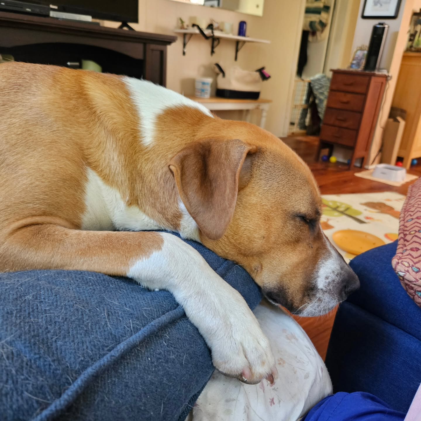 Snoozin' after mom walked me then took me to Pemberton to get my favorite grilled chicken. I got to show my friend Anthony how big I got, too. Plus! I saw my BFF Jazz on the way❤️. Just 1 year old and I got this whole life thing completely figured out.
Thanks mom❤️