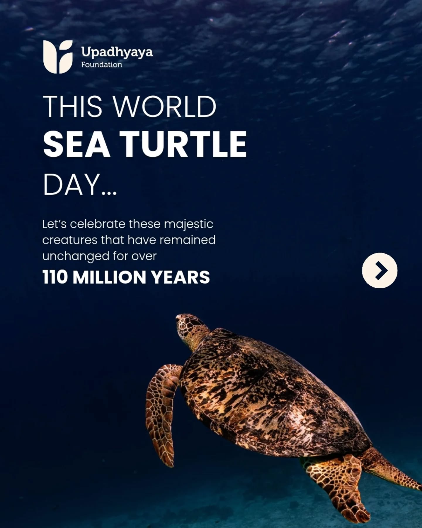 World Sea Turtle Day
For more than 100 million years, sea turtles have gracefully navigated our oceans, playing a vital role in maintaining healthy marine ecosystems. Majestic, resilient, and ancient, they are among the most remarkable creatures on Earth.
Yet today, these ocean guardians face a fight for survival.
Of the seven species of sea turtles, six are classified as endangered or critically endangered. Human activities, including plastic pollution, abandoned fishing gear, coastal development, artificial lighting, and climate change continue to threaten their future. Sea turtles often mistake plastic for food, become entangled in fishing nets, or lose critical nesting habitats due to beachfront development and light pollution.
Perhaps the most heartbreaking statistic: only about 1 in every 1,000 hatchlings survives to adulthood. From the moment they emerge from their nests, these tiny turtles face overwhelming odds.
What can we do?
- Reduce single-use plastics
- Participate in beach cleanups
- Keep nesting beaches dark at night
- Dispose of fishing gear responsibly
- Support marine conservation initiatives
- Spread awareness about ocean protection
Protecting sea turtles is about more than saving a species—it's about preserving the health of our oceans for generations to come.
This World Sea Turtle Day, let's ensure these elegant ocean travelers continue their ancient journey across our seas.
#UpadhyayaFoundation #WorldSeaTurtleDay #MarineLife #ProtectOurOceans #Biodiversity